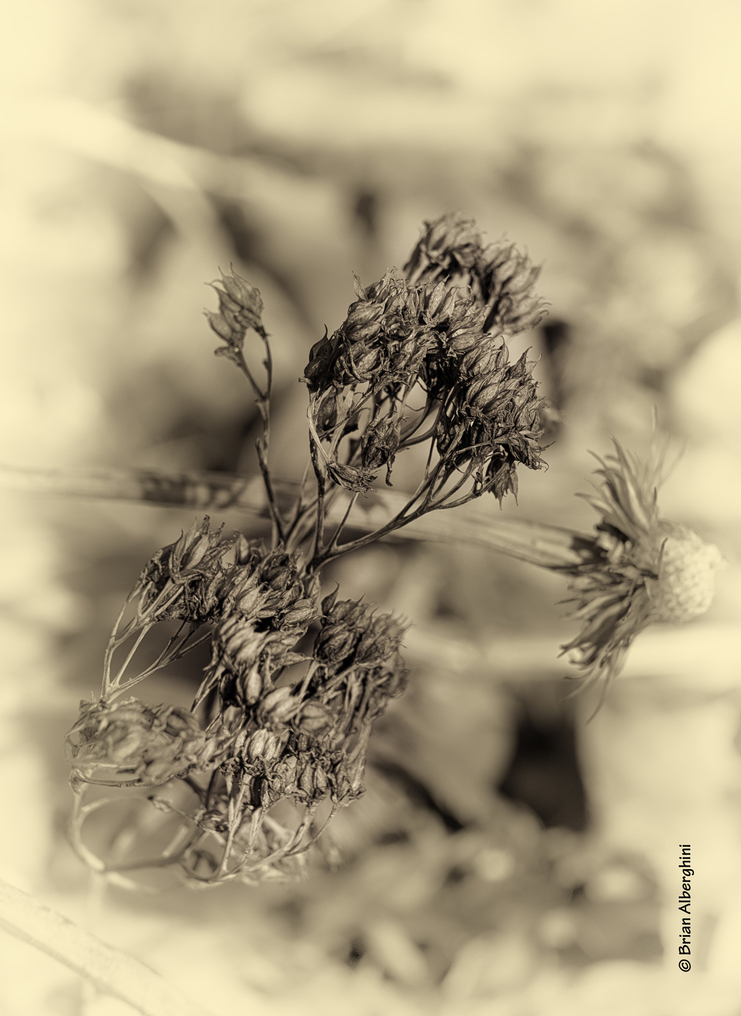 Nikon D7100 + Sigma 24-105mm F4 DG OS HSM Art sample photo. Winterized sedum photography