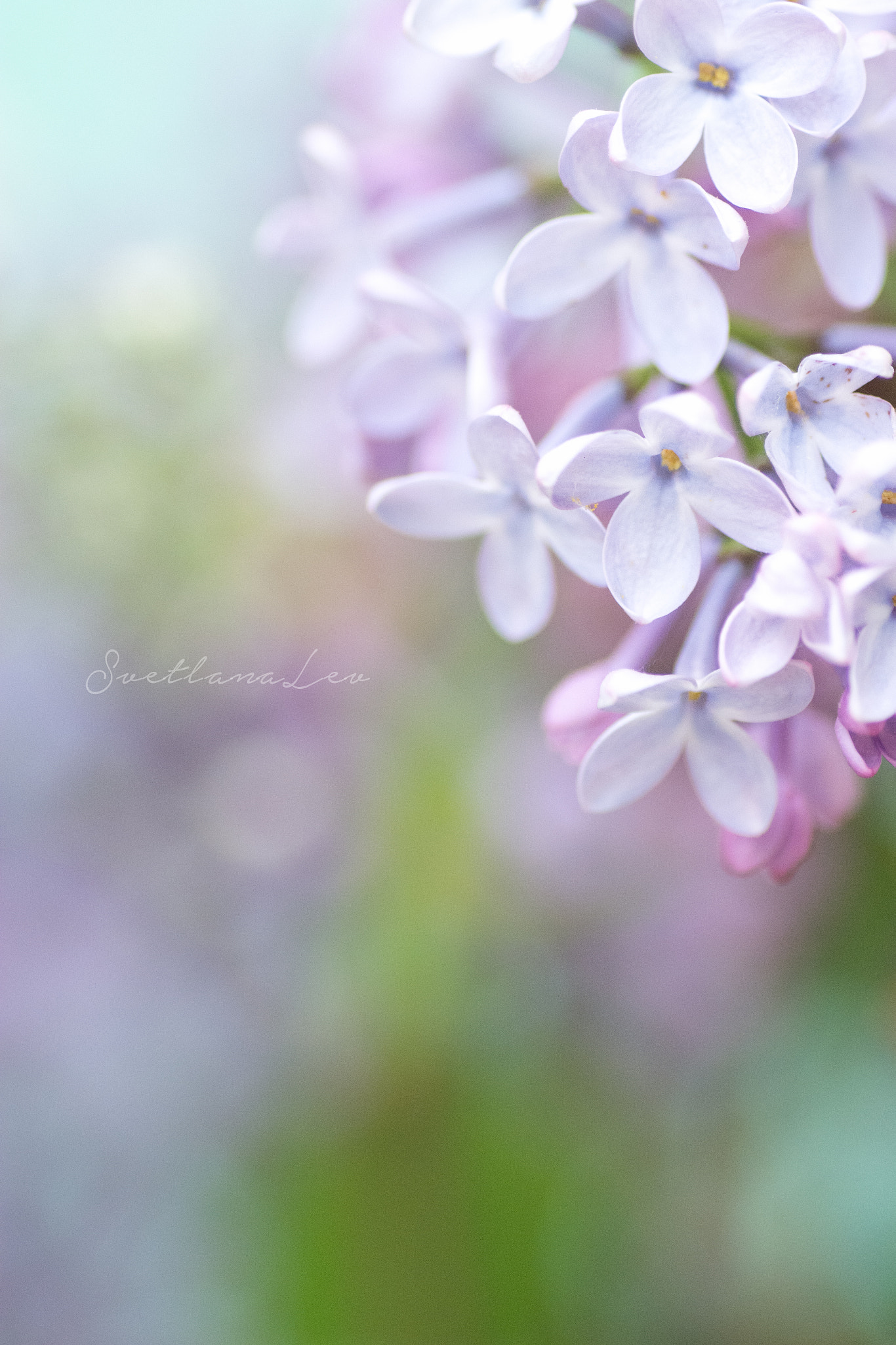 Nikon D7100 sample photo. Lilac photography