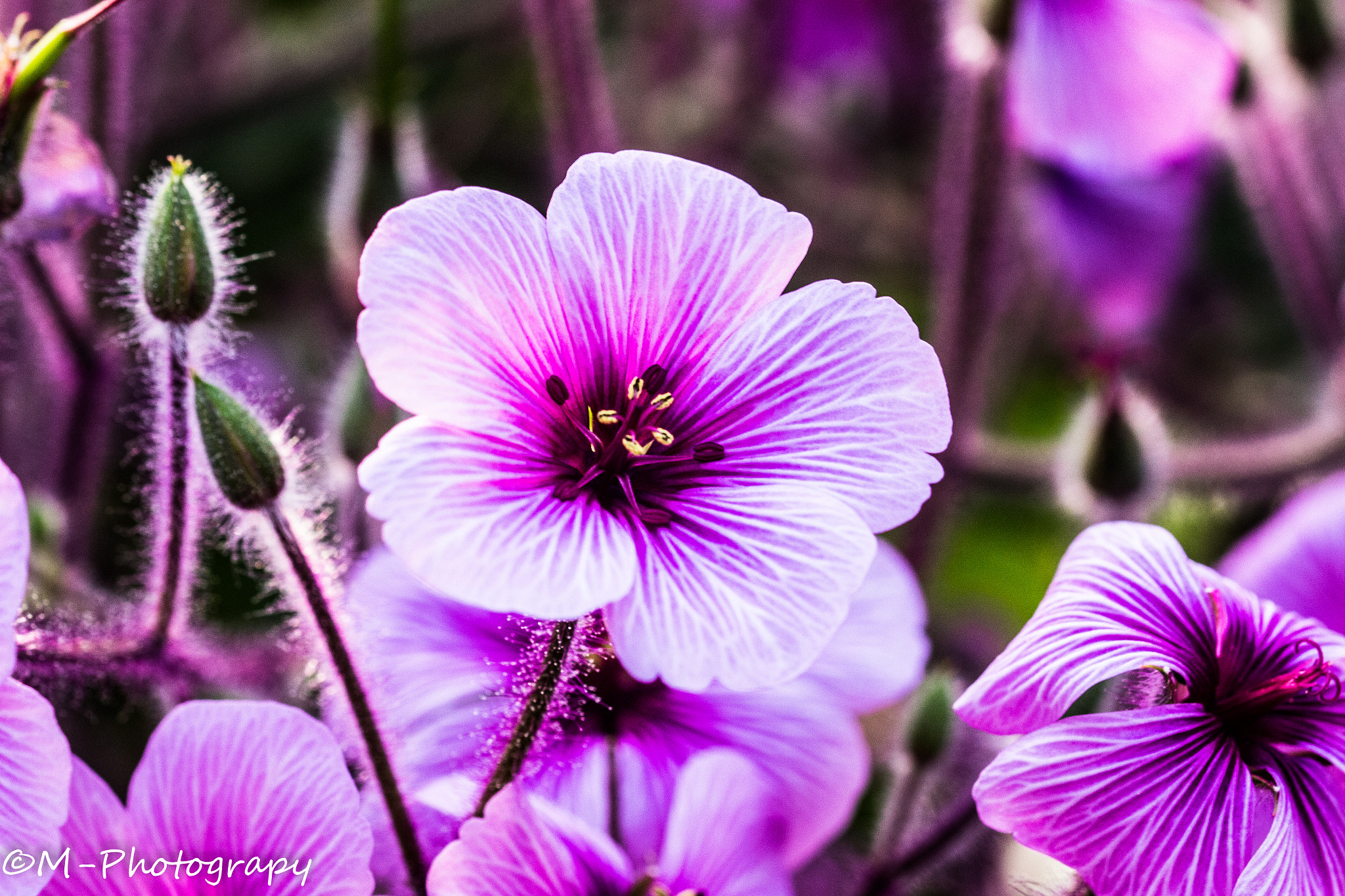 Canon EF 100mm F2.8L Macro IS USM sample photo. Blumen meer  photography