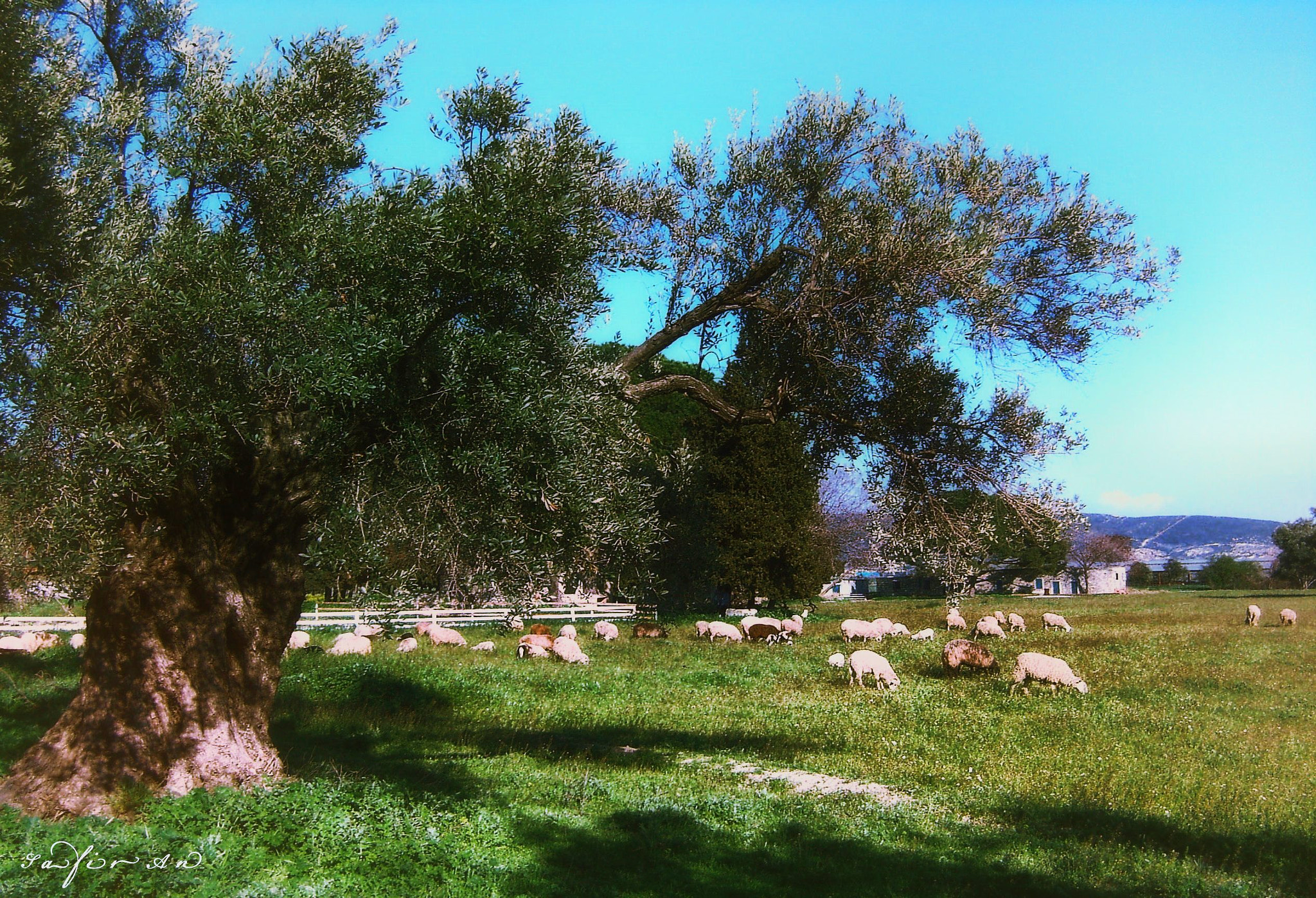 Sony DSC-P73 sample photo. Eating dinner under a century-old olive tree photography