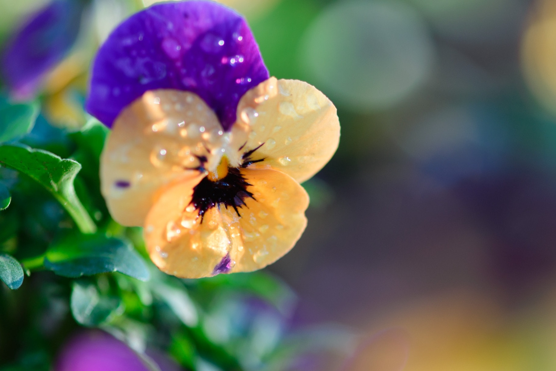 Nikon AF-S Micro-Nikkor 105mm F2.8G IF-ED VR sample photo. Colourful would photography