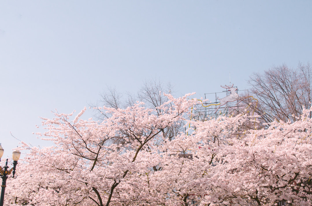 Nikon D7000 sample photo. Cherry blossoms on the river photography