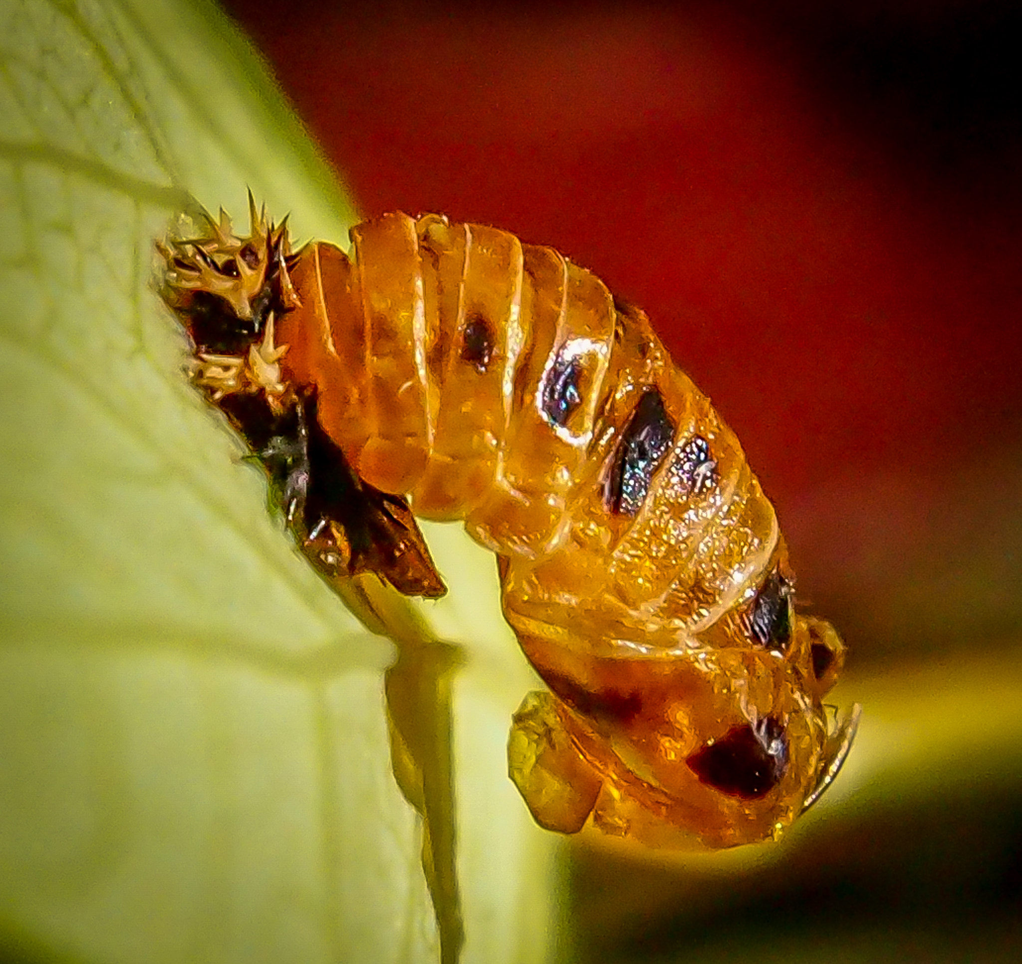 Olympus OM-D E-M5 sample photo. Evil looking photography