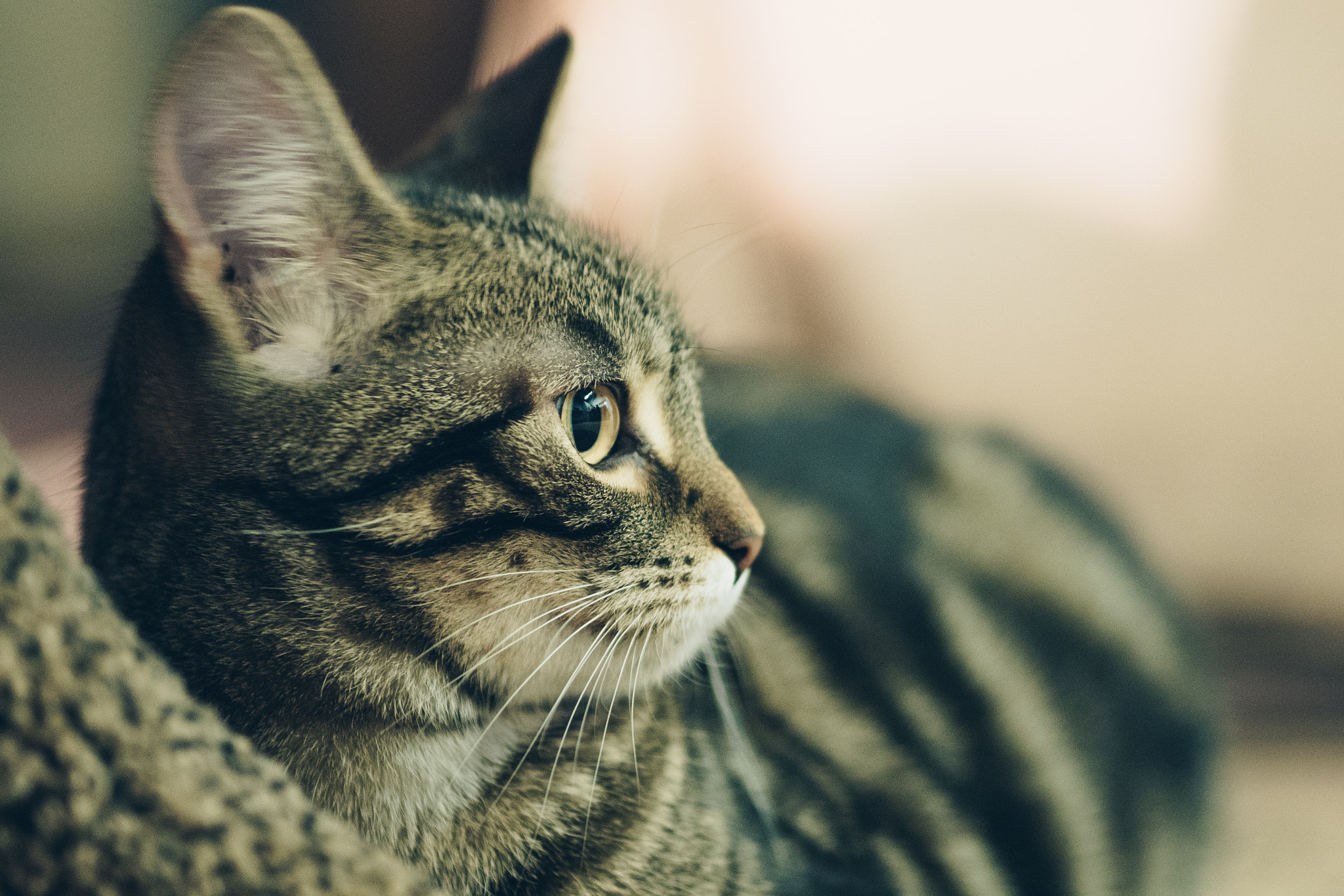 Olympus OM-D E-M5 II + Olympus M.Zuiko Digital ED 75mm F1.8 sample photo. Watchful photography