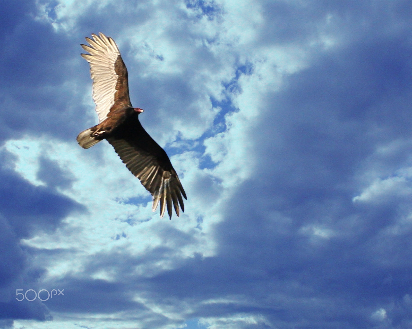 Canon EOS 40D sample photo. Texas vulture photography
