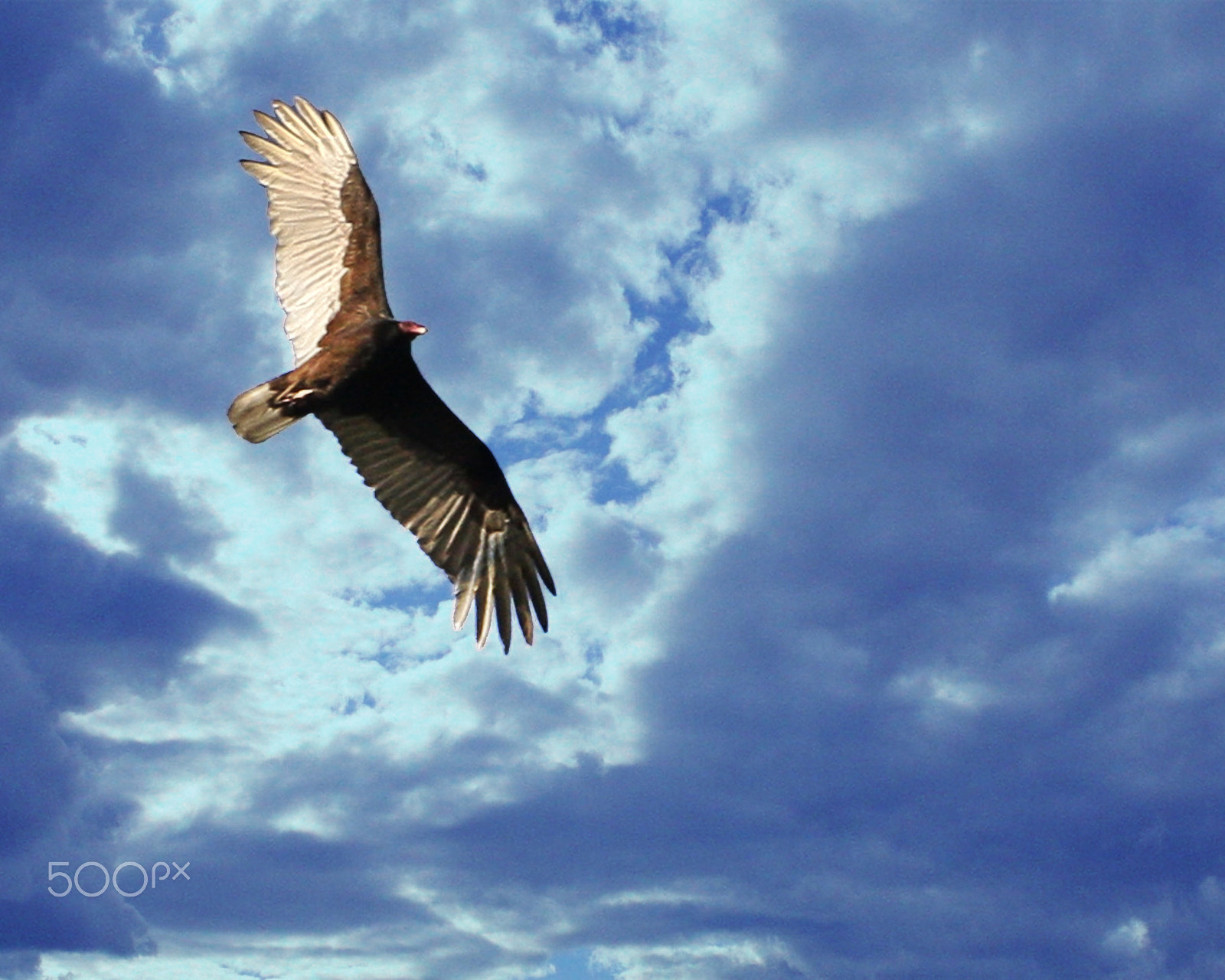 Canon EOS 40D + Canon EF 70-200mm F4L USM sample photo. Texas vulture photography