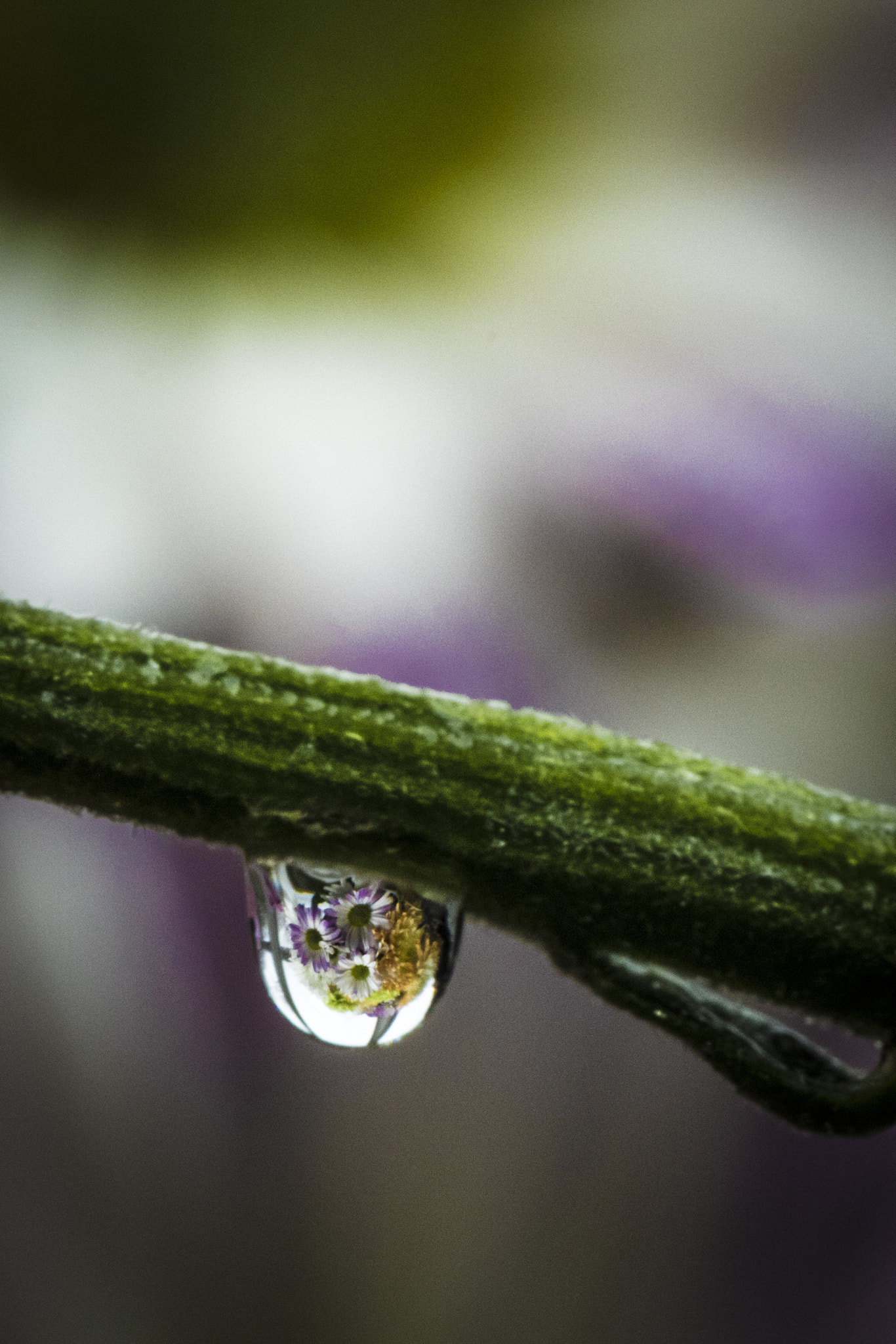 Canon EOS 7D Mark II sample photo. The world in a droplet photography