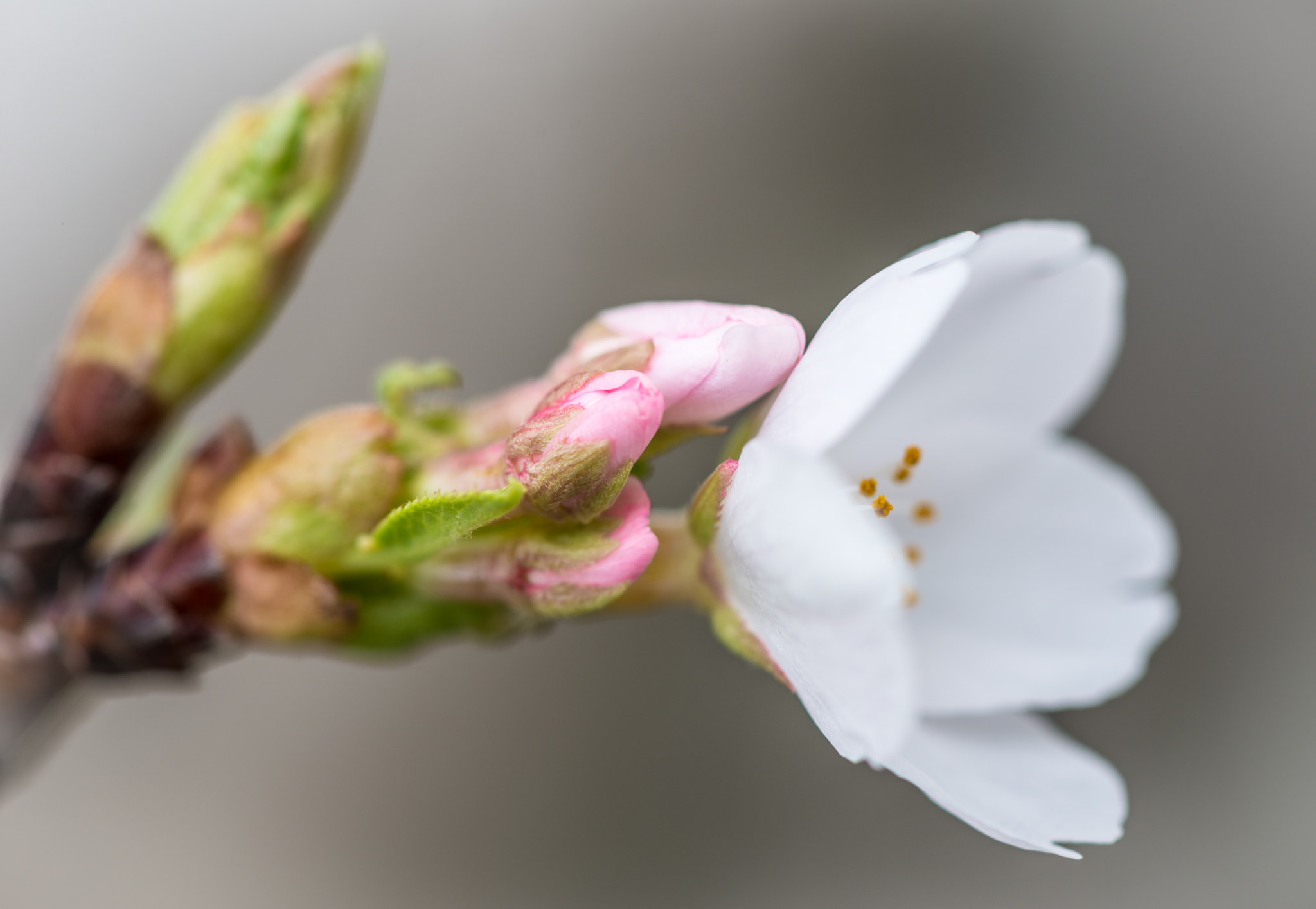 Nikon D800E + Nikon AF-S Micro-Nikkor 105mm F2.8G IF-ED VR sample photo. Blossom and buds photography