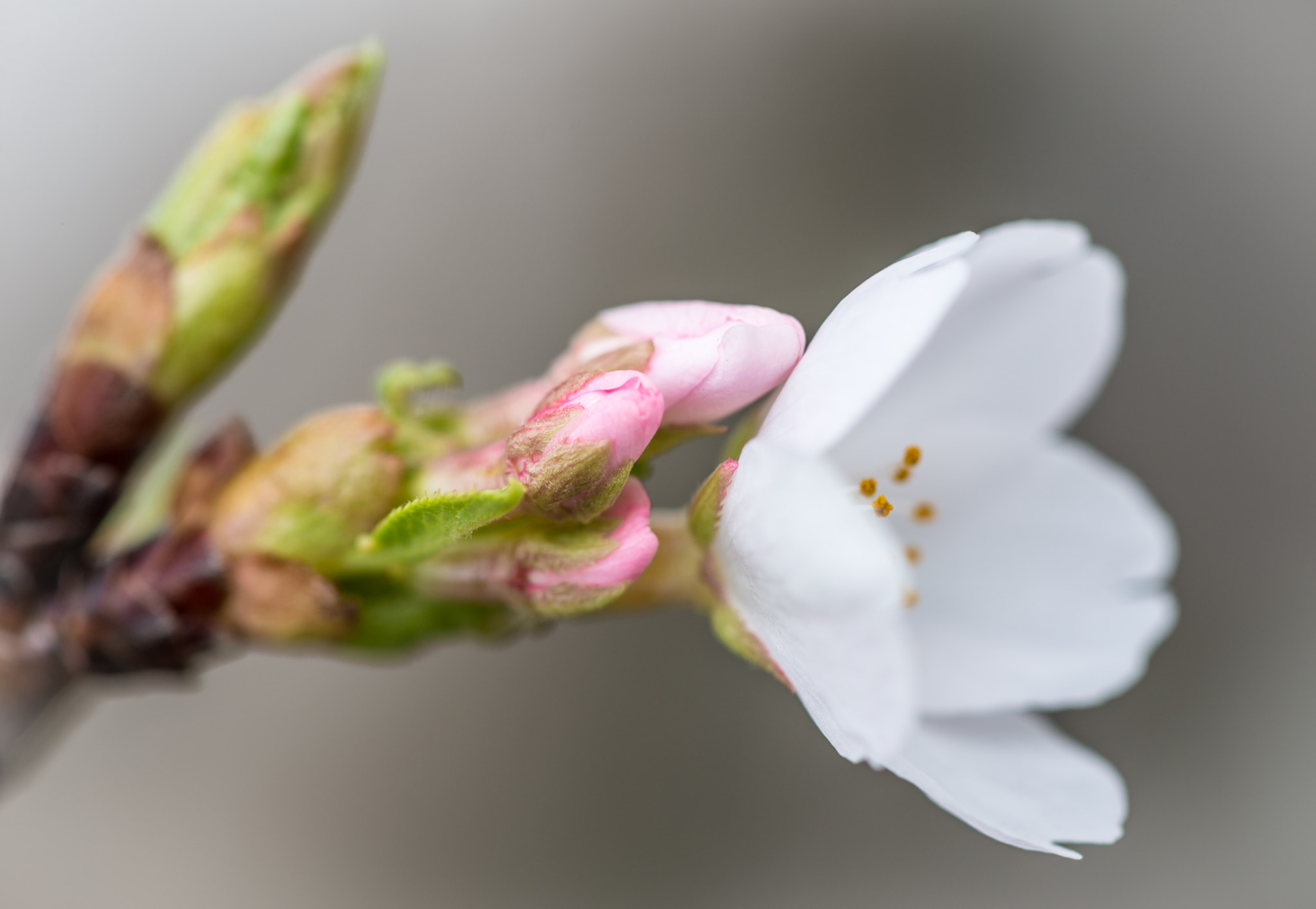 Nikon AF-S Micro-Nikkor 105mm F2.8G IF-ED VR sample photo. Blossom and buds photography