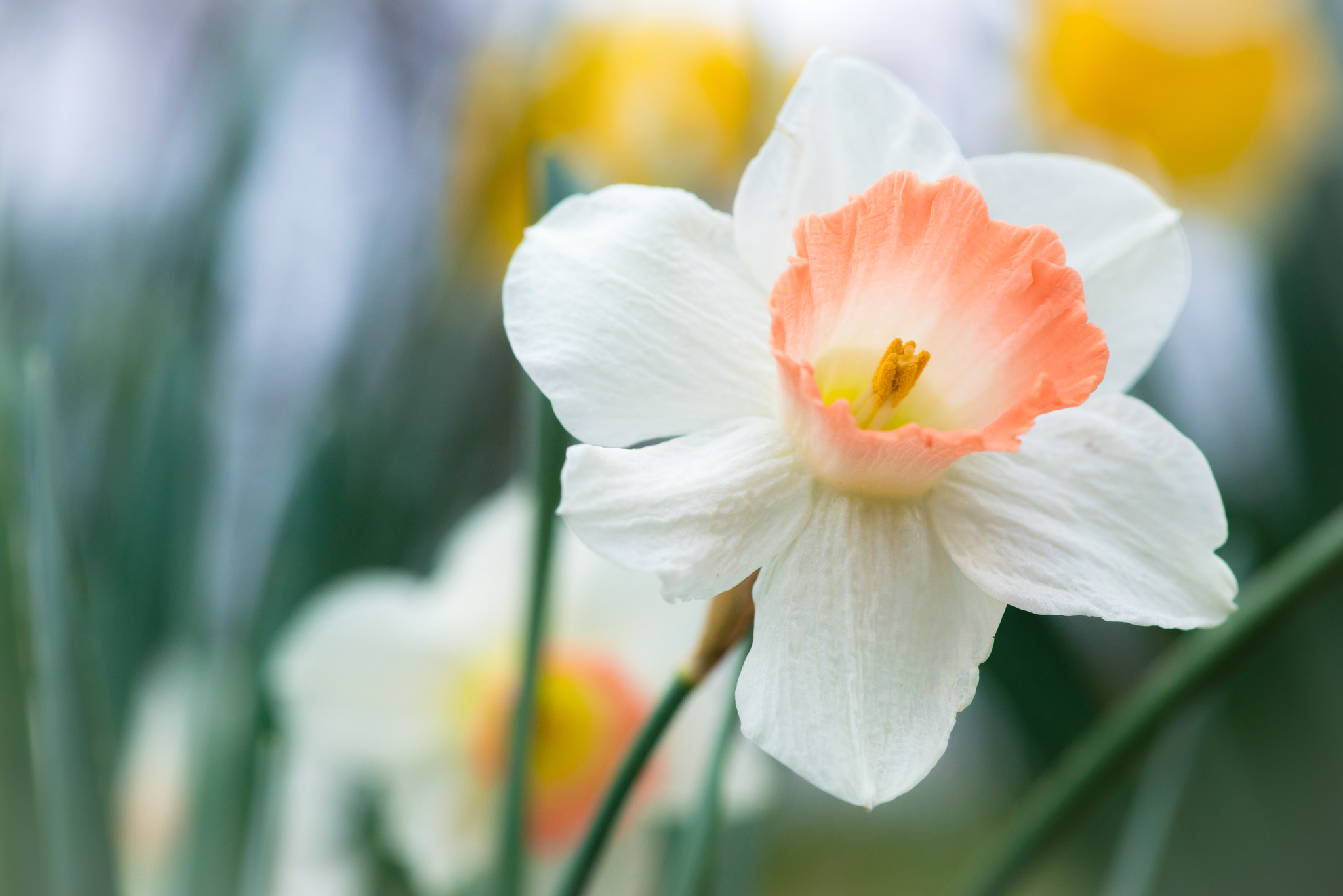 Nikon AF-S Micro-Nikkor 105mm F2.8G IF-ED VR sample photo. Creamsicle daffodil photography