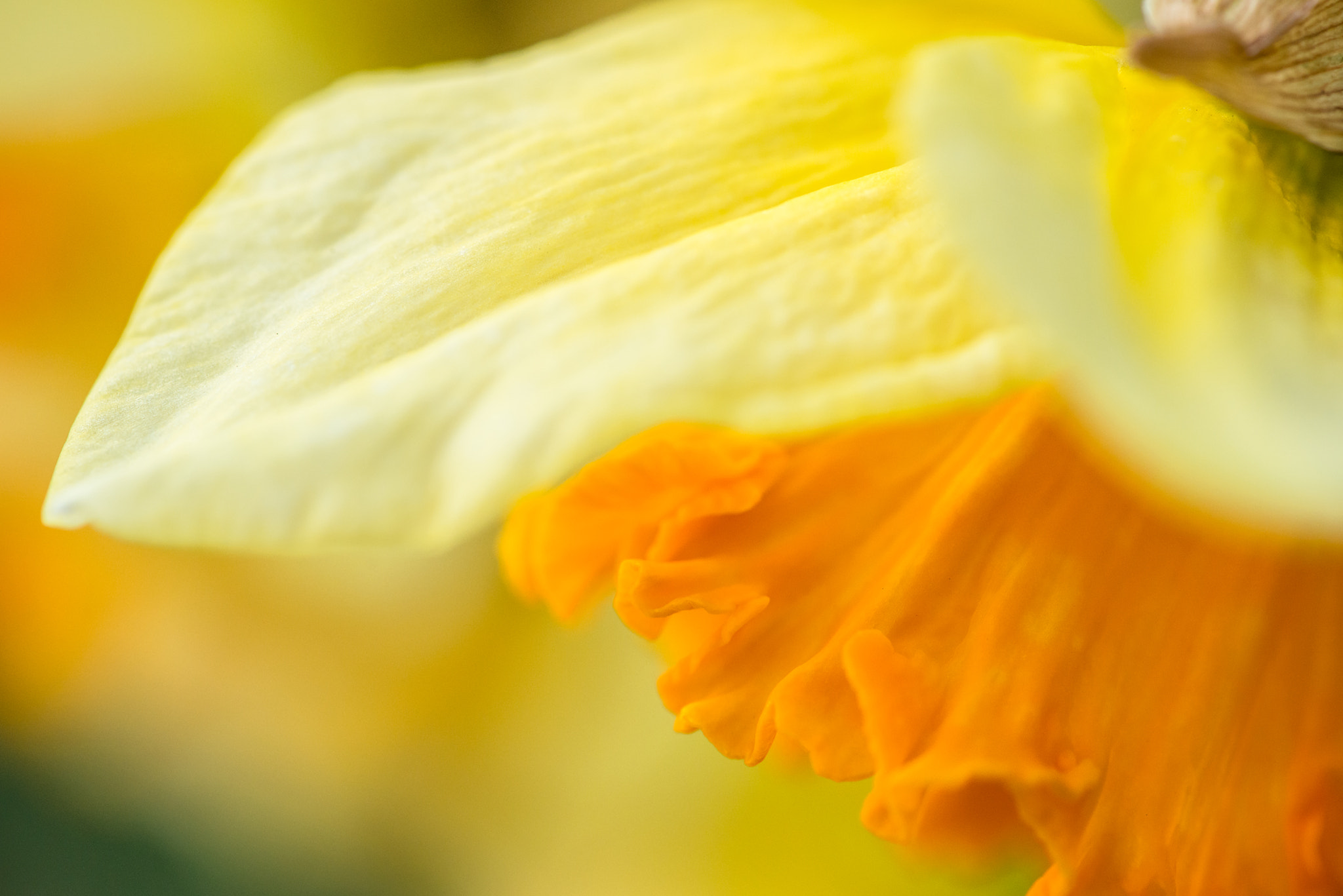 Nikon D800E + Nikon AF-S Micro-Nikkor 105mm F2.8G IF-ED VR sample photo. Daffodil in macro (side view) photography