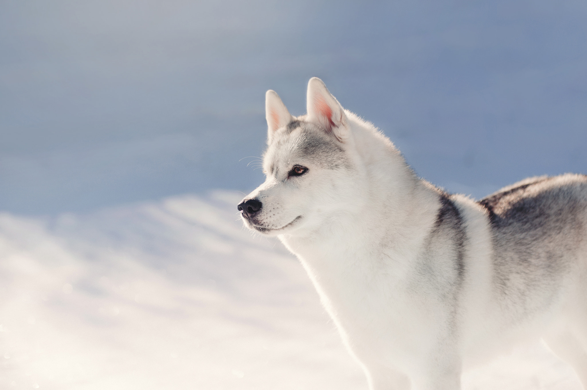 Nikon D700 + Nikon AF Nikkor 50mm F1.4D sample photo. Shining beauty photography