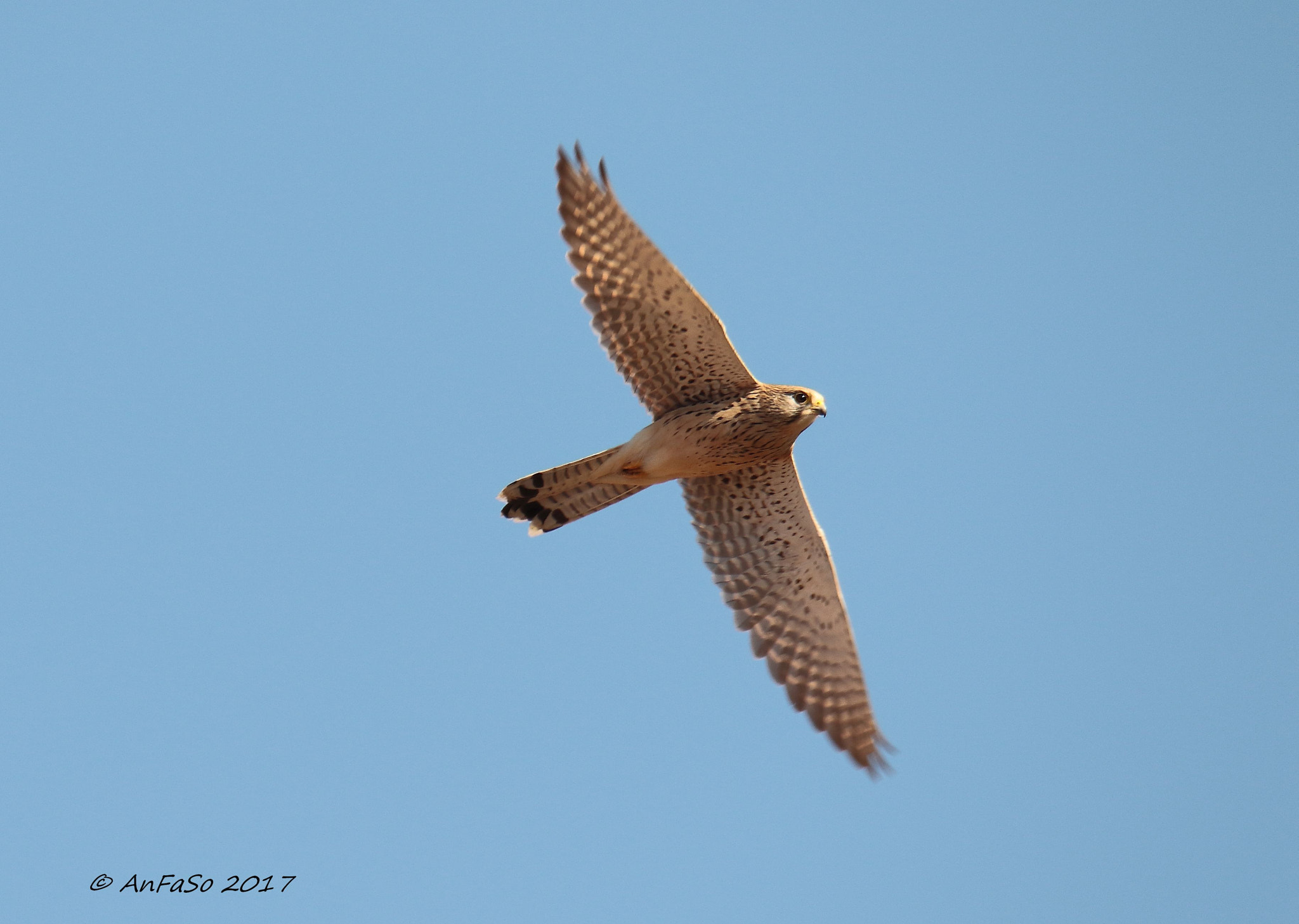 Sigma 150-600mm F5-6.3 DG OS HSM | S sample photo. Gheppio - falco tinnunculus photography