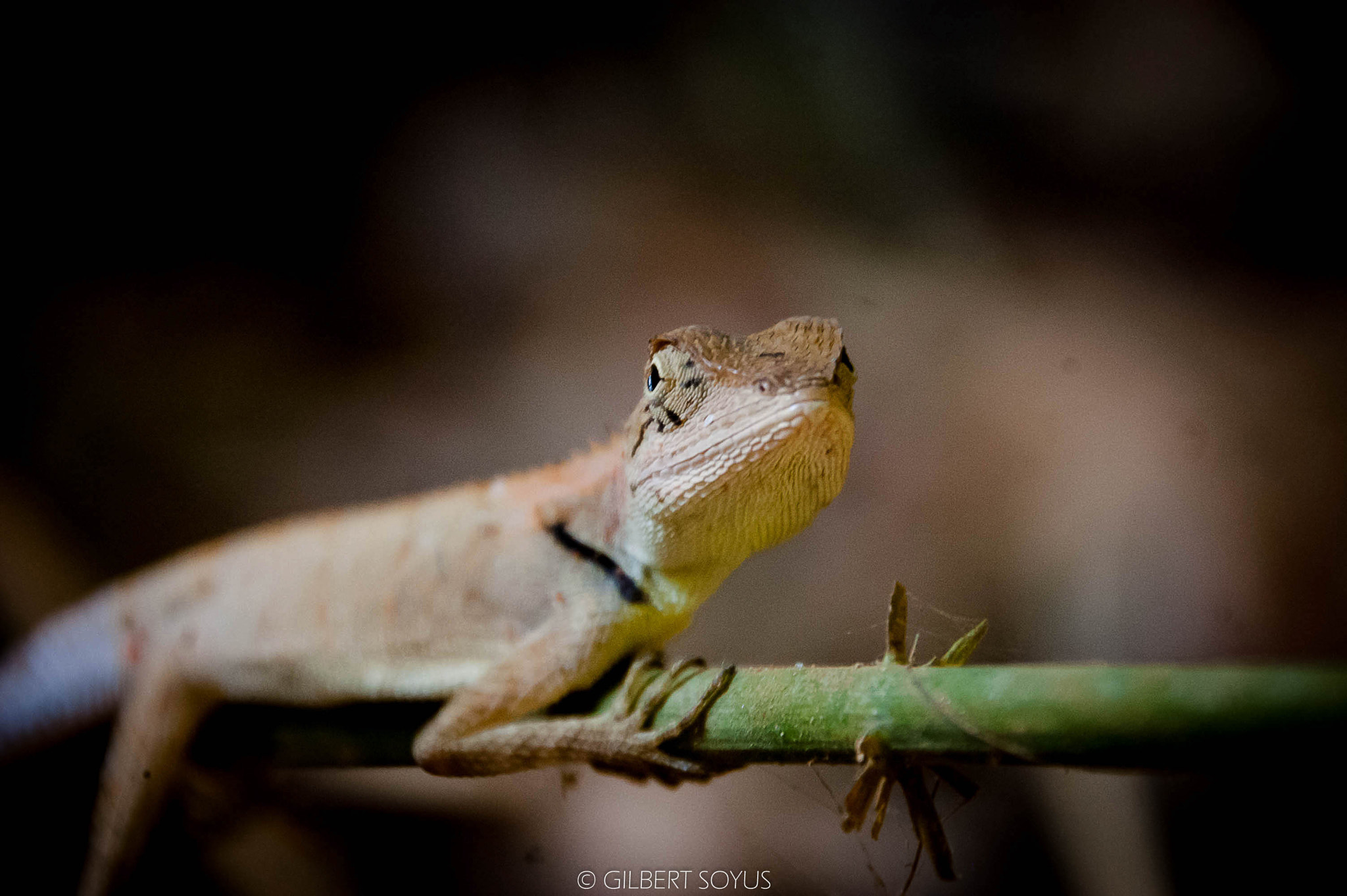 Nikon D40 sample photo. Wild and oriental photography