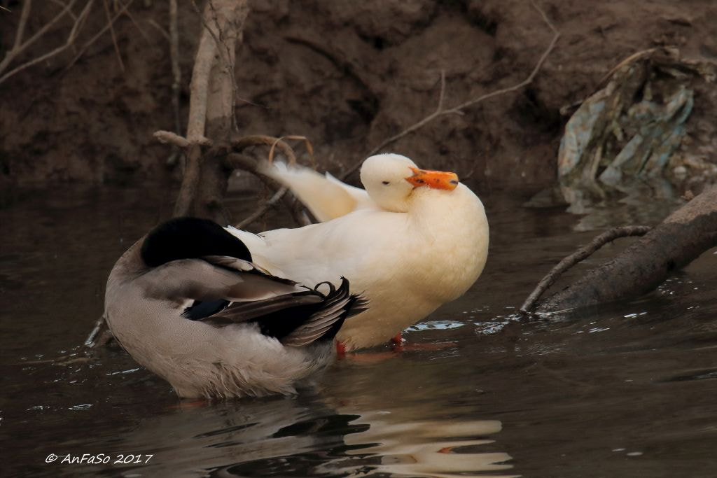 Sigma 150-600mm F5-6.3 DG OS HSM | S sample photo. La danza photography