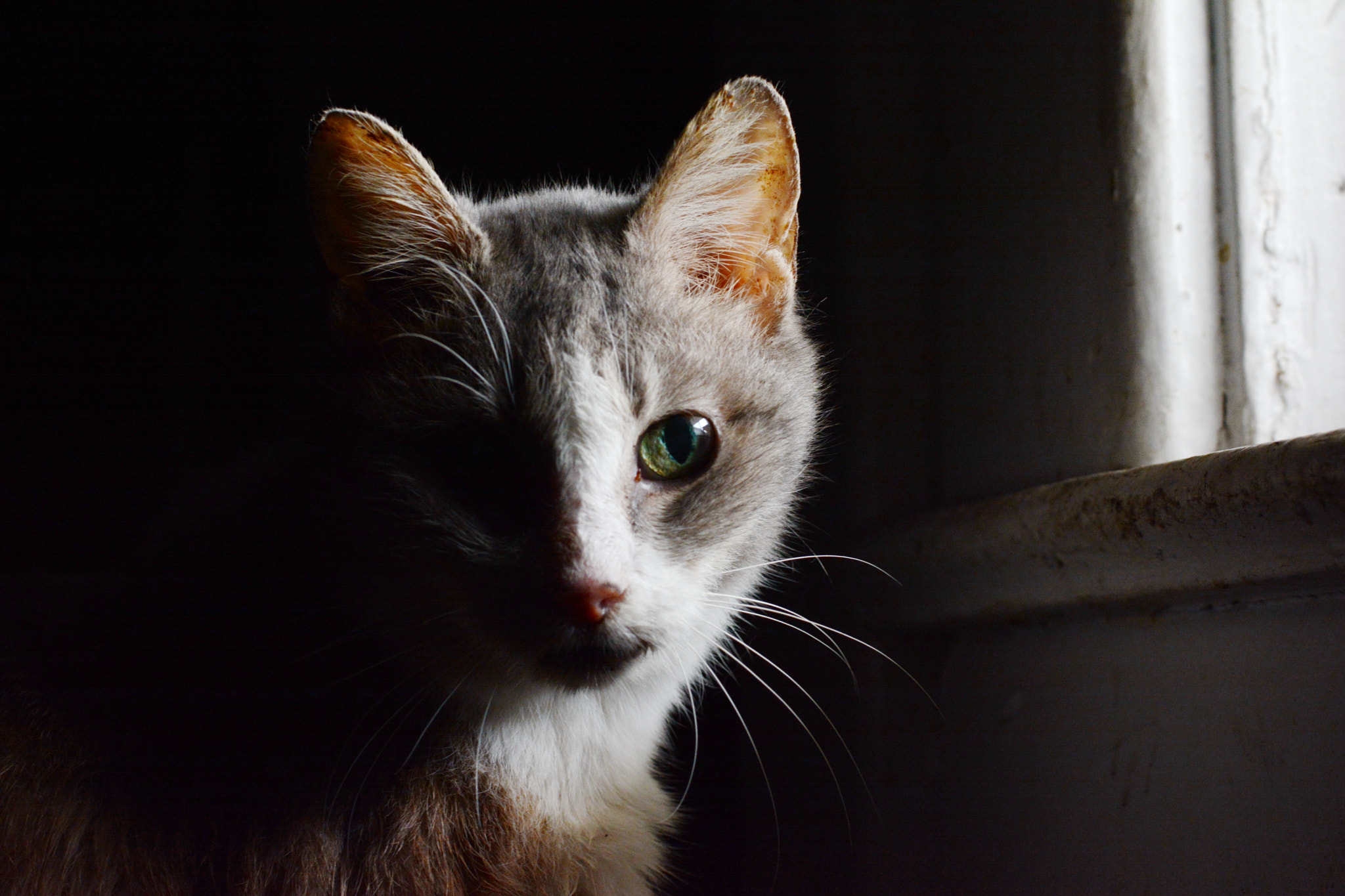 Nikon D7100 sample photo. Twig the frankencat photography