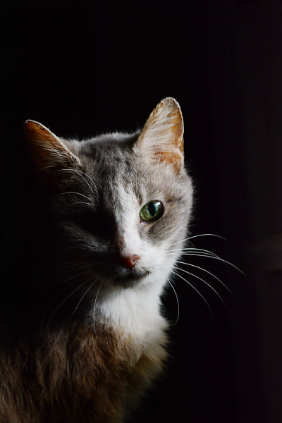 Voigtlander Nokton 58mm F1.4 SLII sample photos - ExploreCams Voigtlander Nokton 58mm F1.4 SLII sample photos - ExploreCams