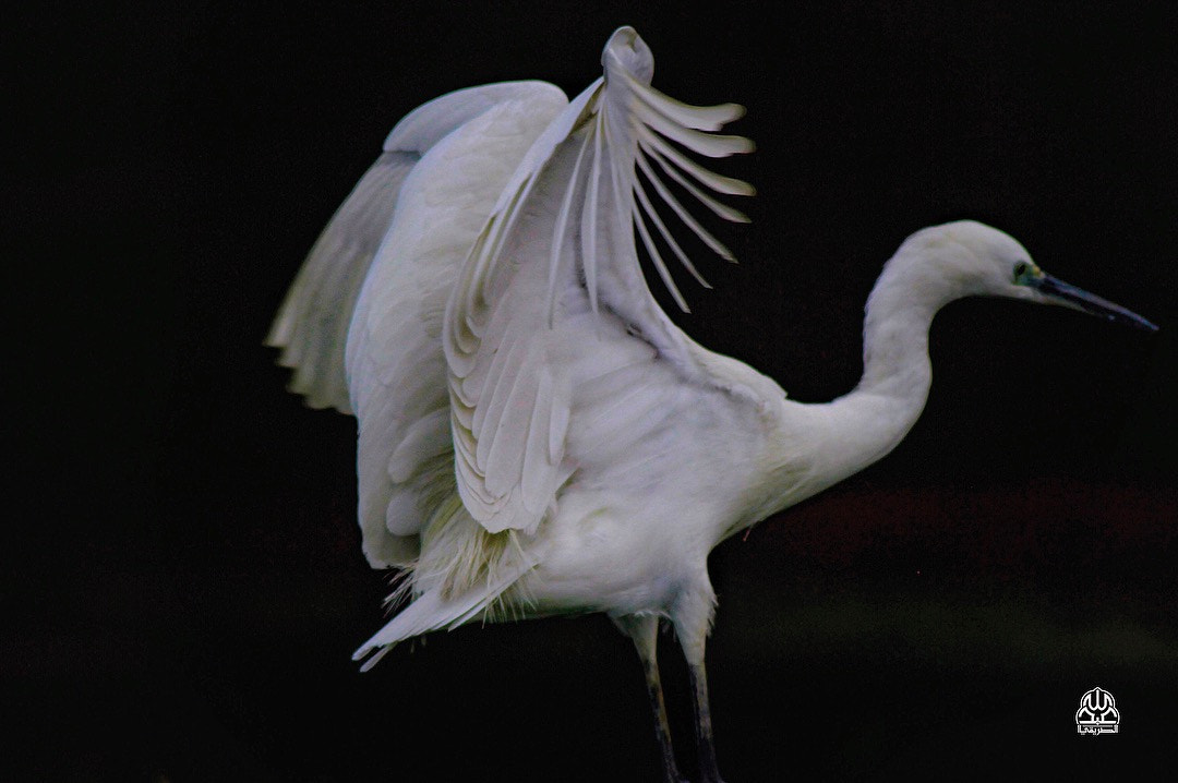 Canon EF 400mm F5.6L USM sample photo. البلشون الكبير photography