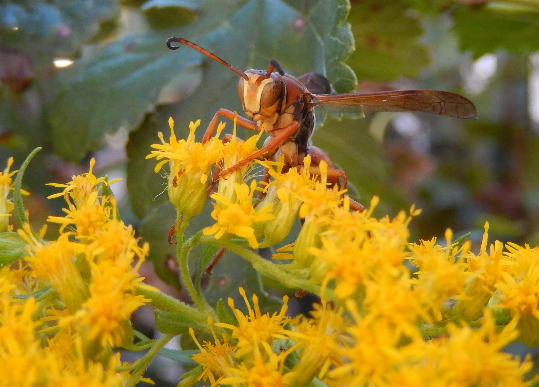 Nikon COOLPIX S9400 sample photo. Red wasp photography