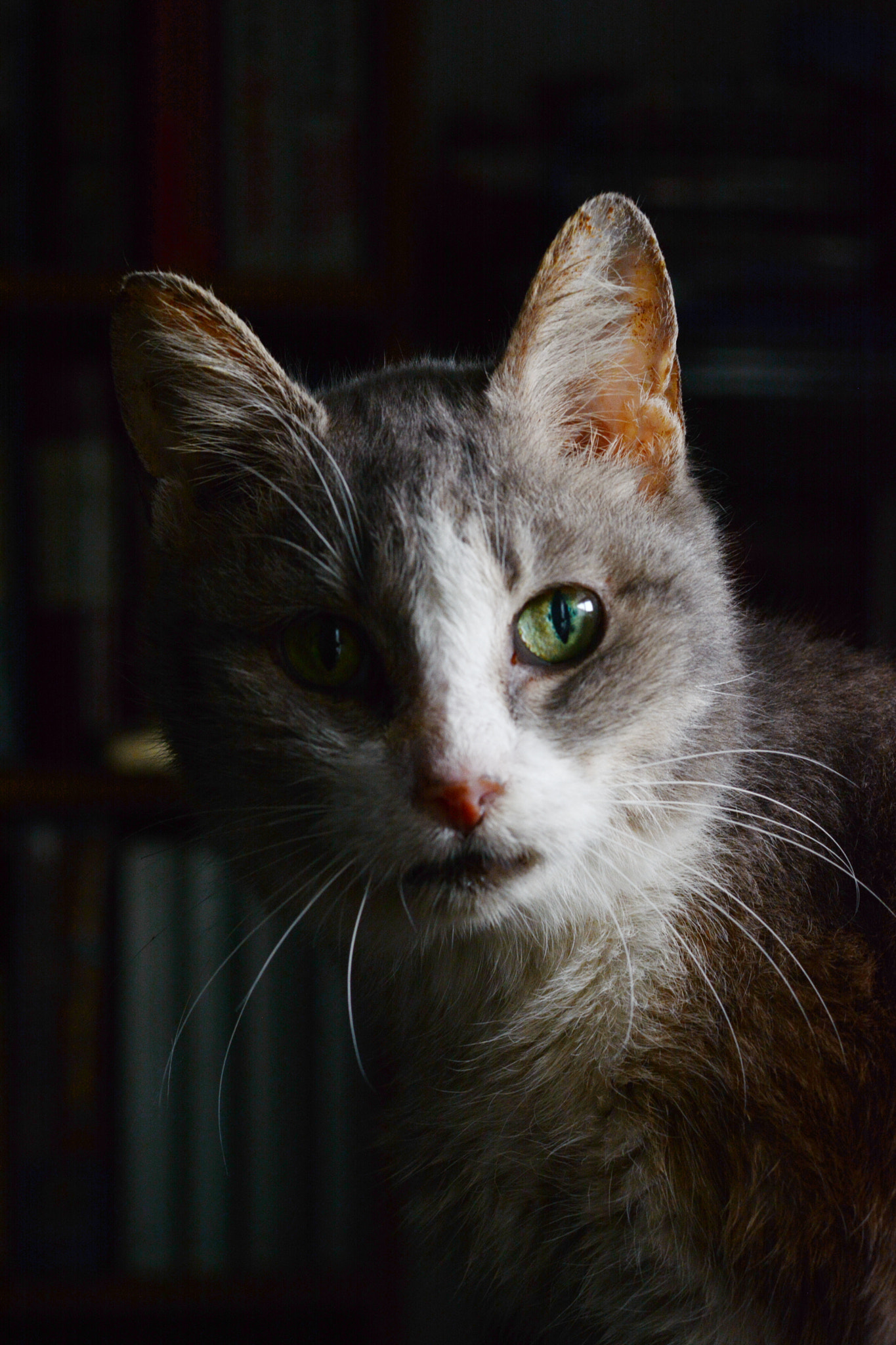 Nikon D7100 sample photo. Twig the frankencat photography