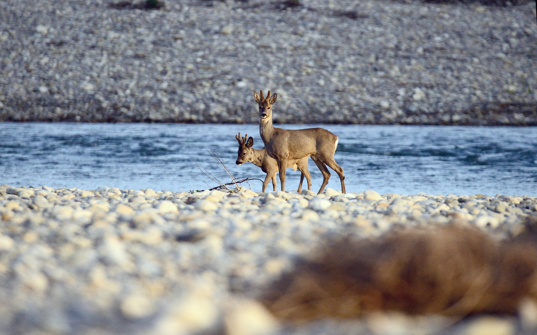 Nikon D7000 + Sigma 150-600mm F5-6.3 DG OS HSM | S sample photo. Roe deers photography