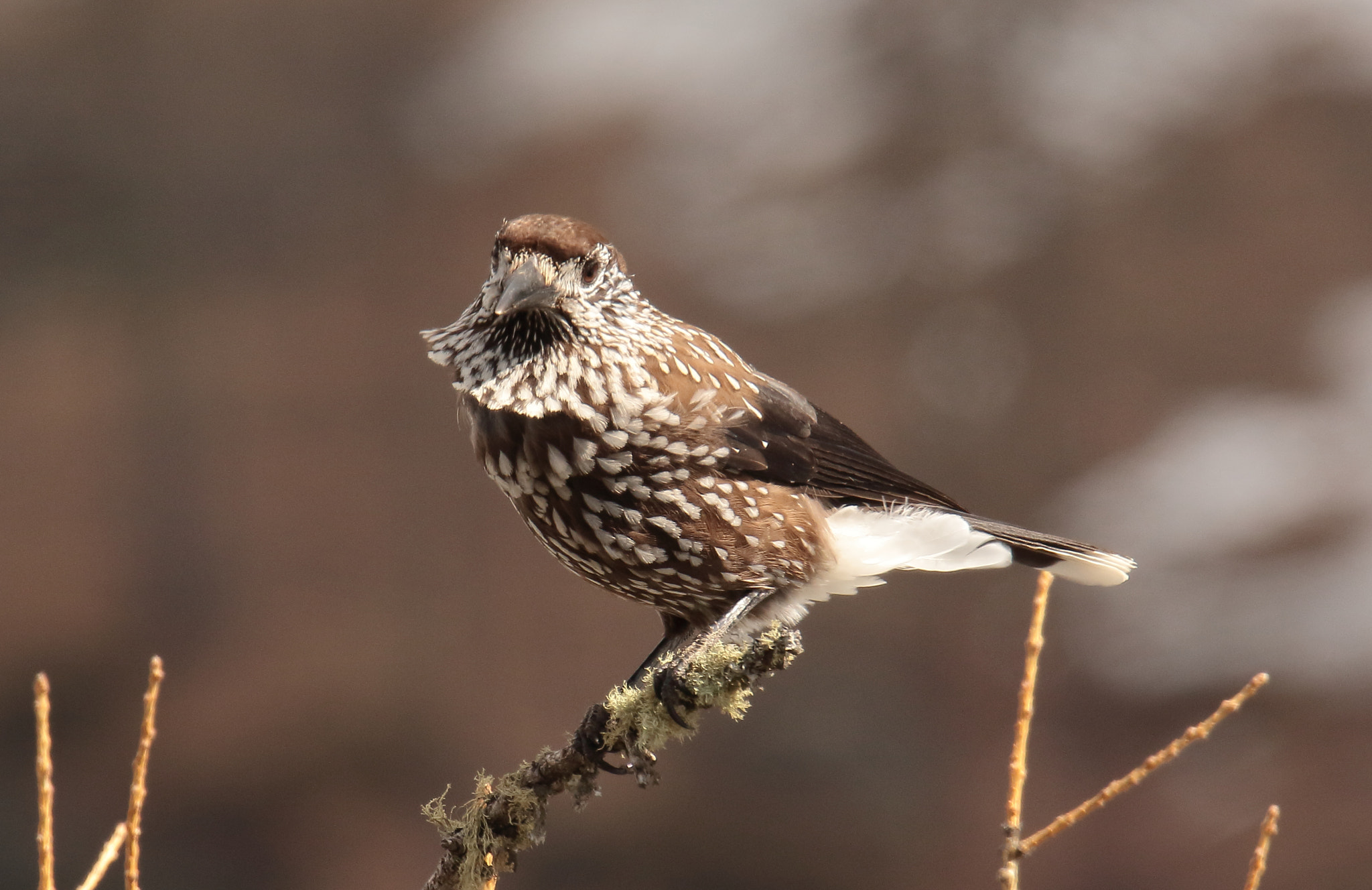 Sigma 150-600mm F5-6.3 DG OS HSM | S sample photo. Nocciolaia - nucifraga caryocatactes, linnaeus 1758 photography