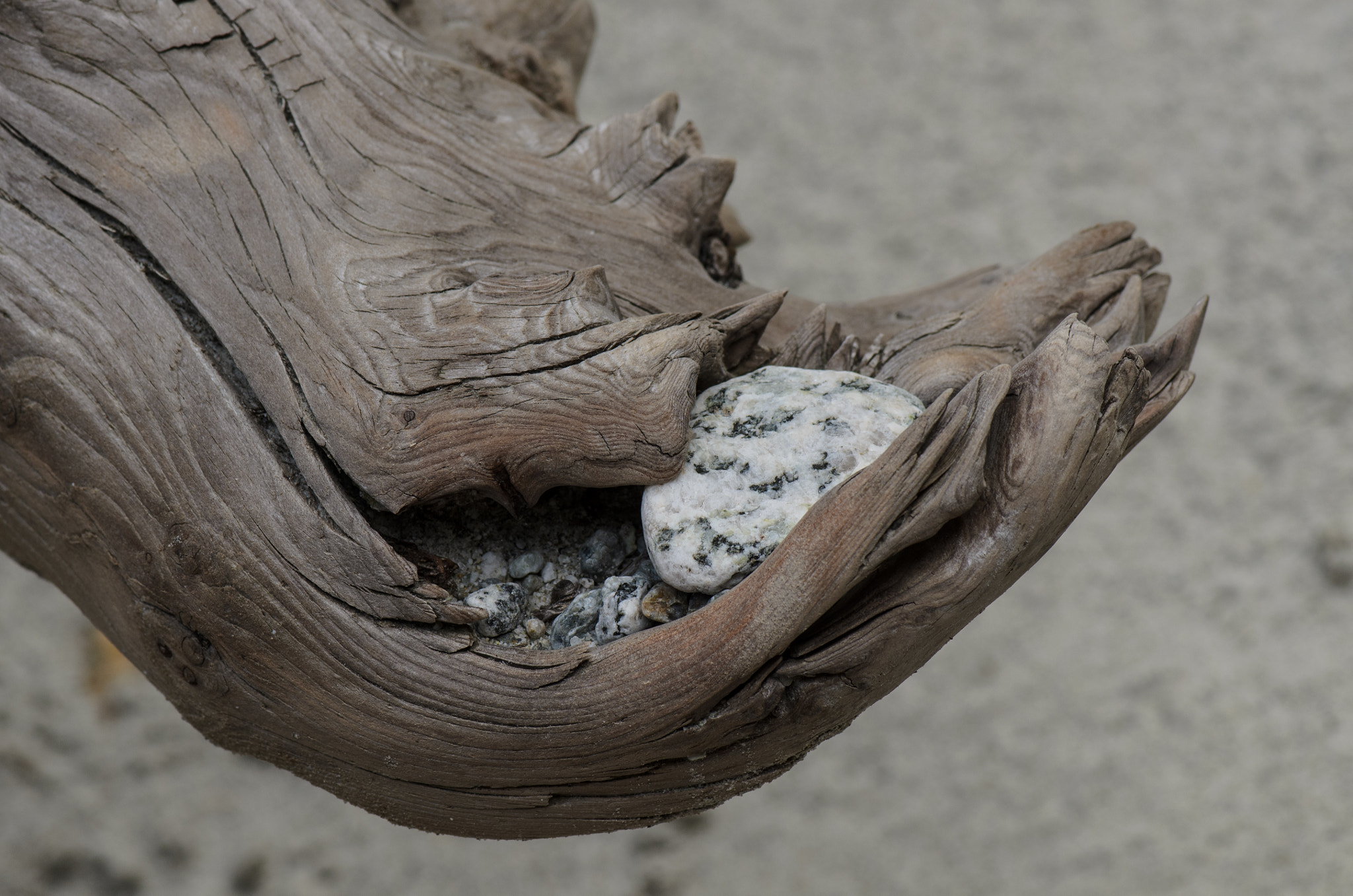 Nikon AF-S Micro-Nikkor 105mm F2.8G IF-ED VR sample photo. Wood with stone photography