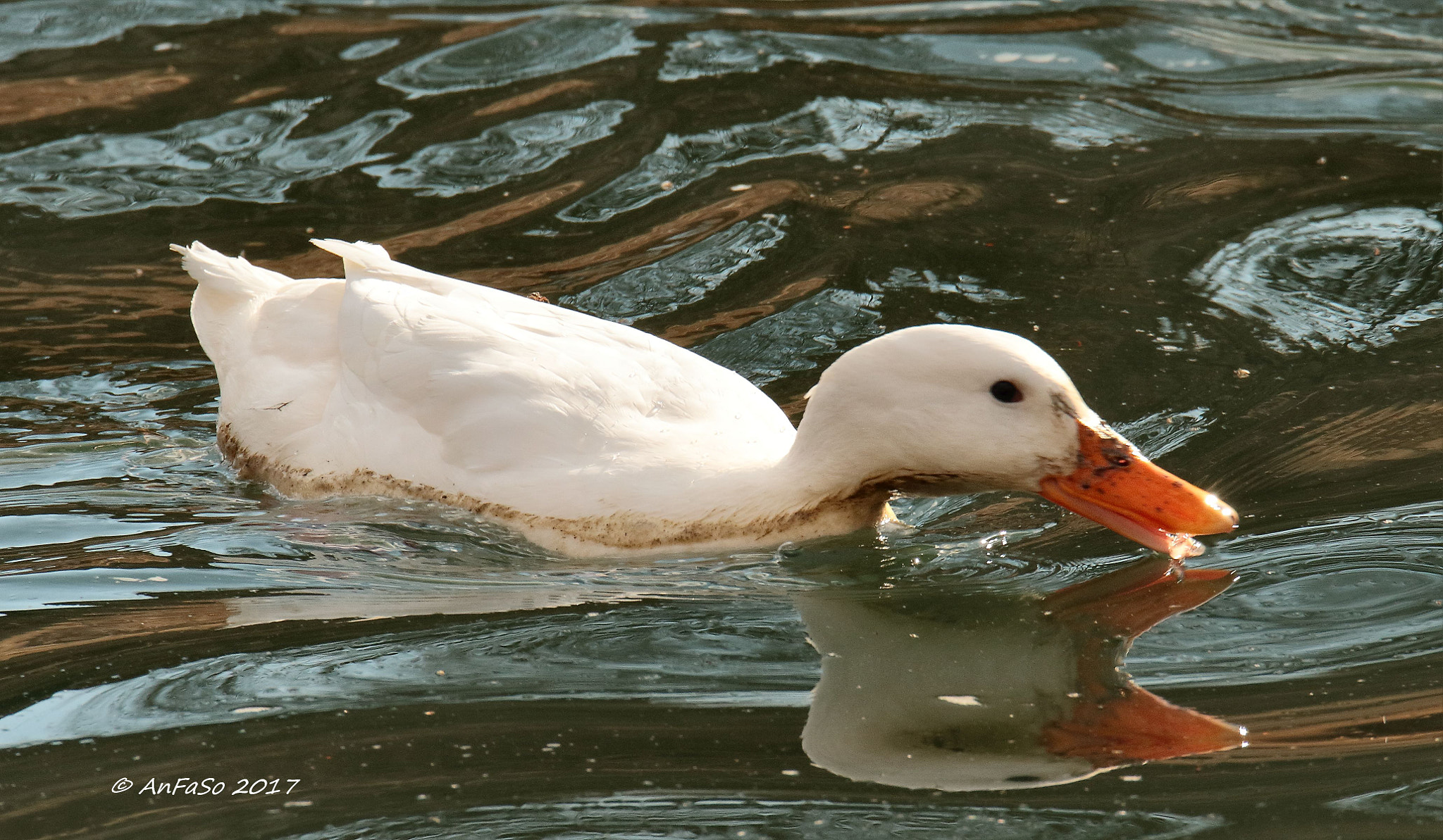 Sigma 150-600mm F5-6.3 DG OS HSM | S sample photo. Anatra - goose photography