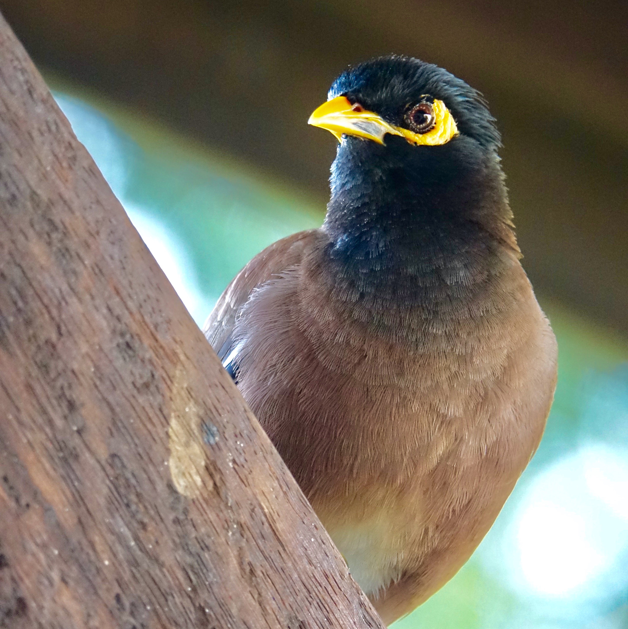 Sony 24-600mm F2.4-4.0 sample photo. Phuket island's bird photography