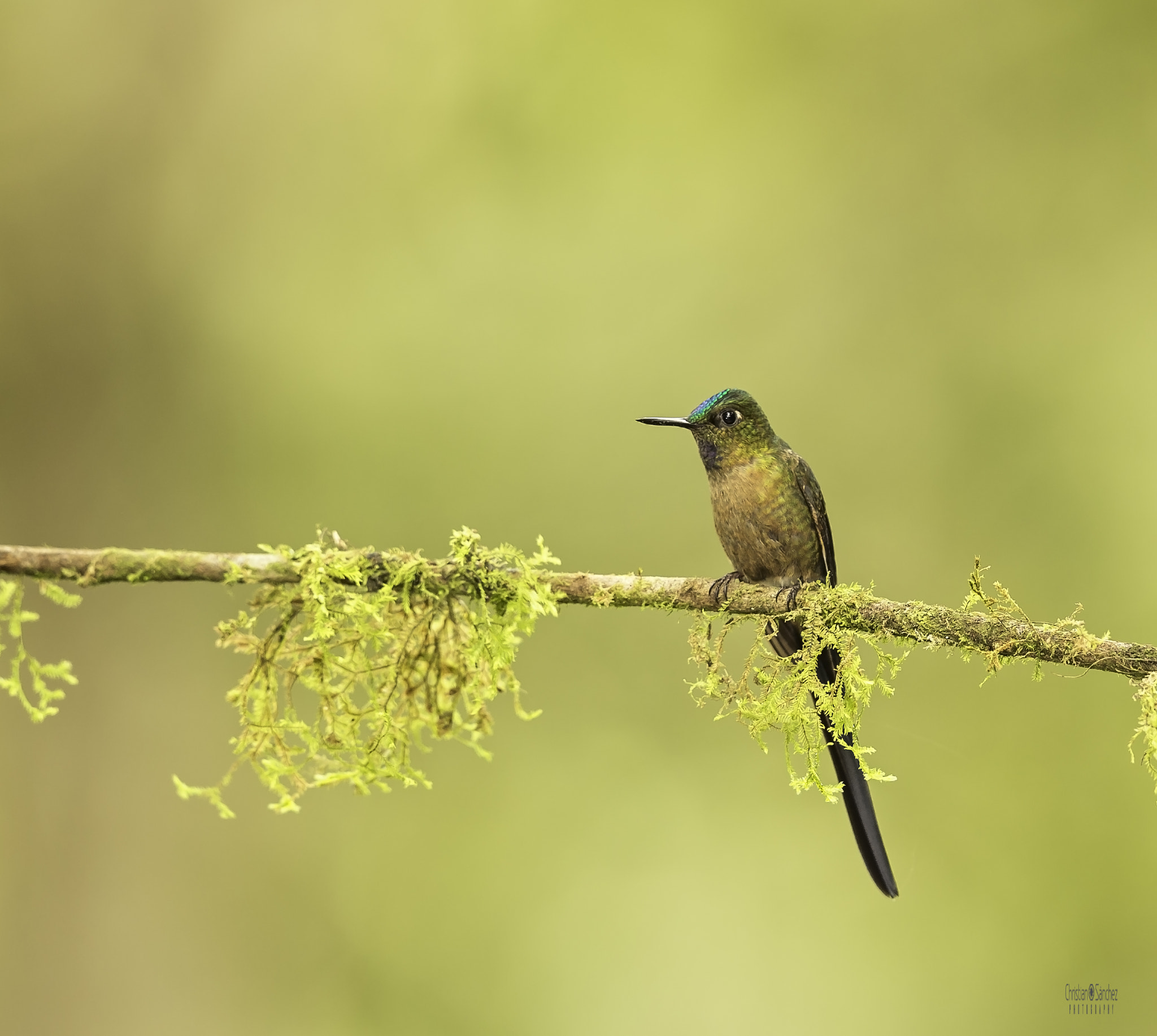 Nikon D4 + Nikon AF-S Nikkor 600mm F4G ED VR sample photo. Violet-tailed sylph  cometa colivioleta  (aglaioce photography