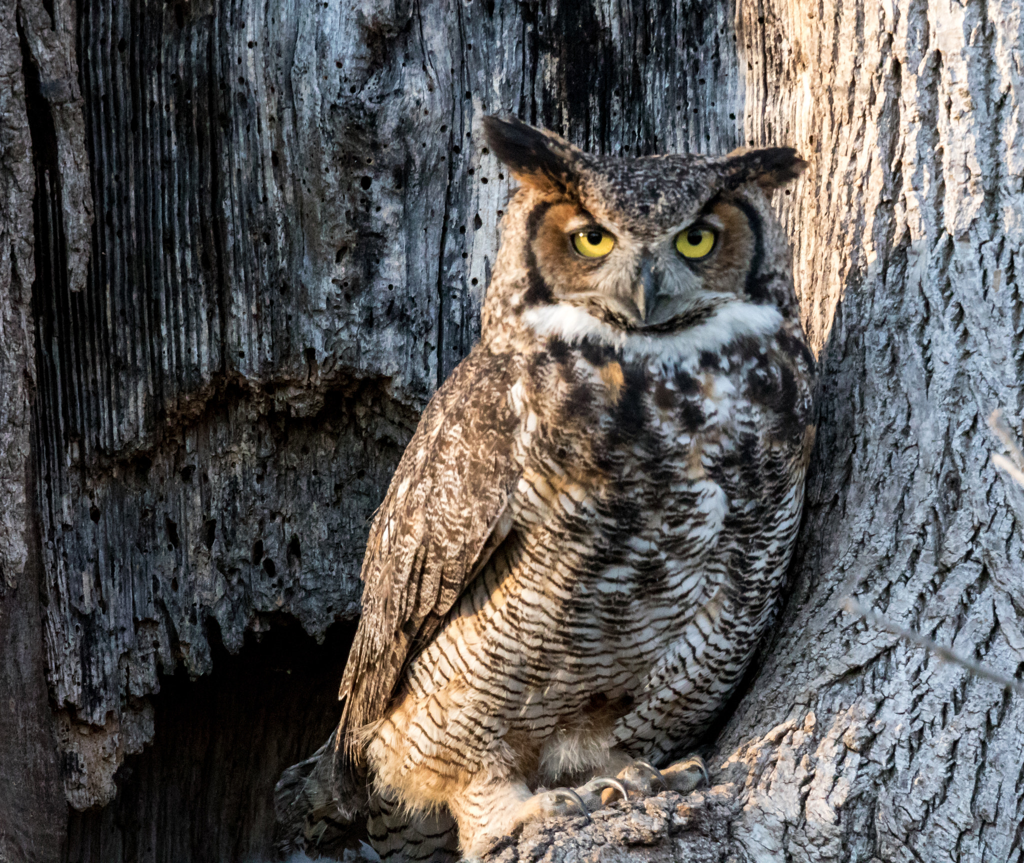 Canon EOS 750D (EOS Rebel T6i / EOS Kiss X8i) sample photo. Great horned owl perch photography