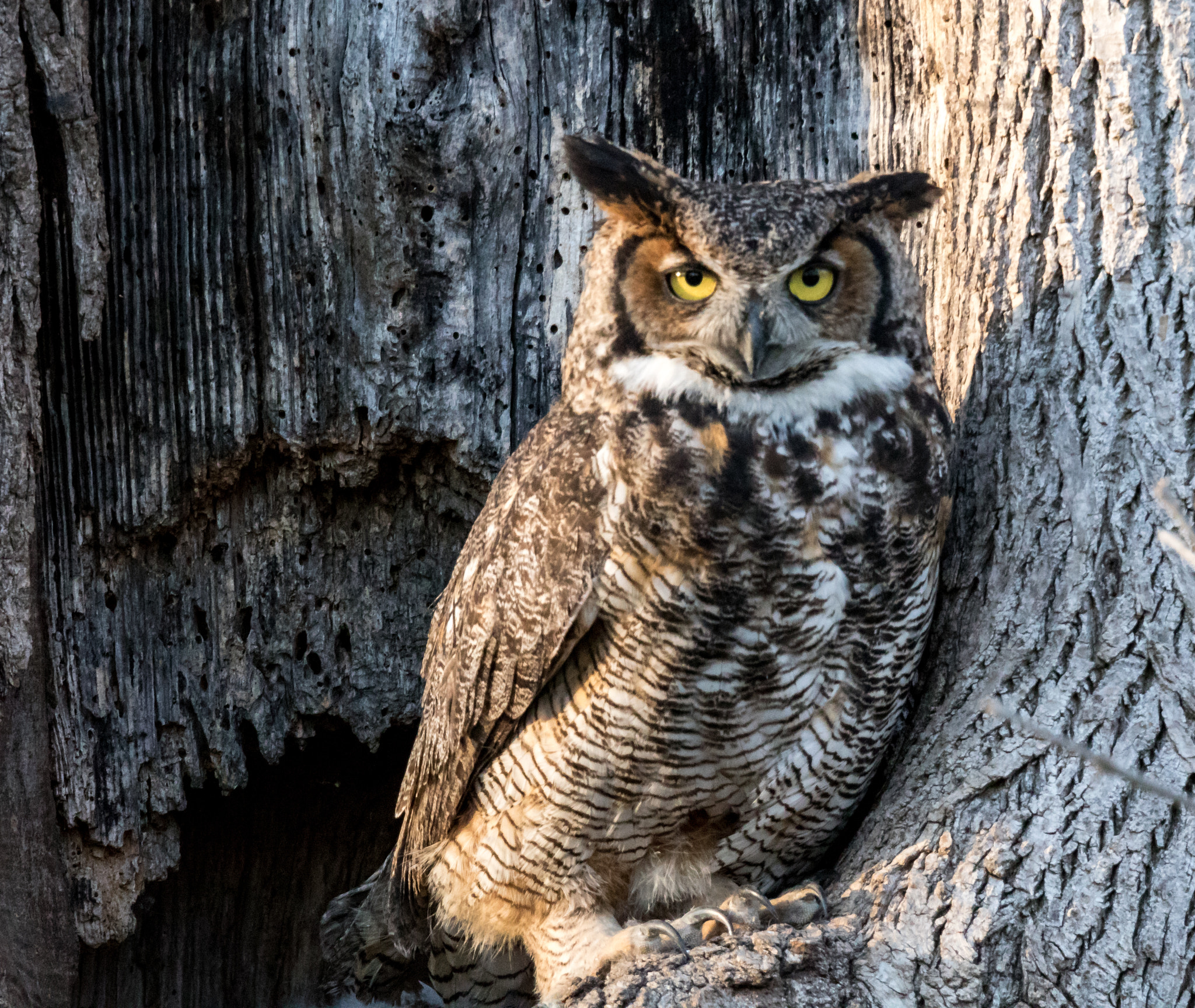 150-600mm F5-6.3 DG OS HSM | Sports 014 sample photo. Great horned owl perch photography