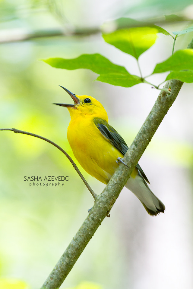 Canon EOS 7D + Canon EF 400mm F5.6L USM sample photo. Prothonotary warbler photography