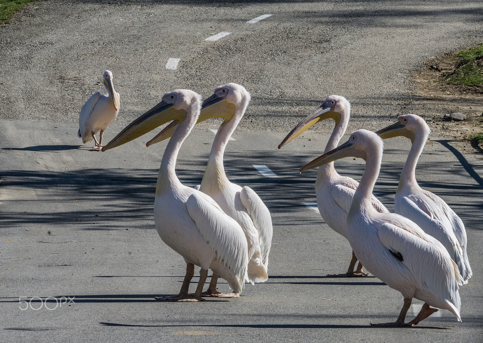 Nikon D7200 + Tamron SP AF 70-200mm F2.8 Di LD (IF) MACRO sample photo. Great white pelican (group on road) photography