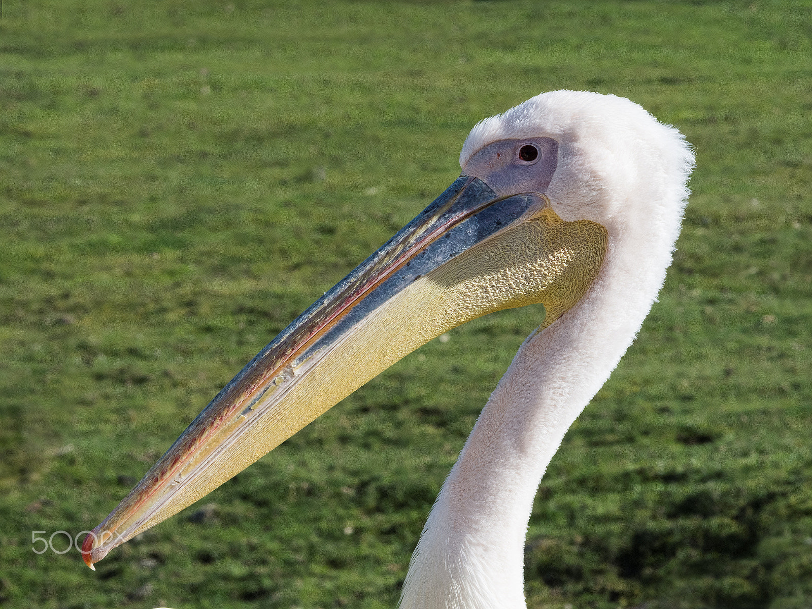 Nikon D7200 + Tamron SP AF 70-200mm F2.8 Di LD (IF) MACRO sample photo. Great white pelican photography