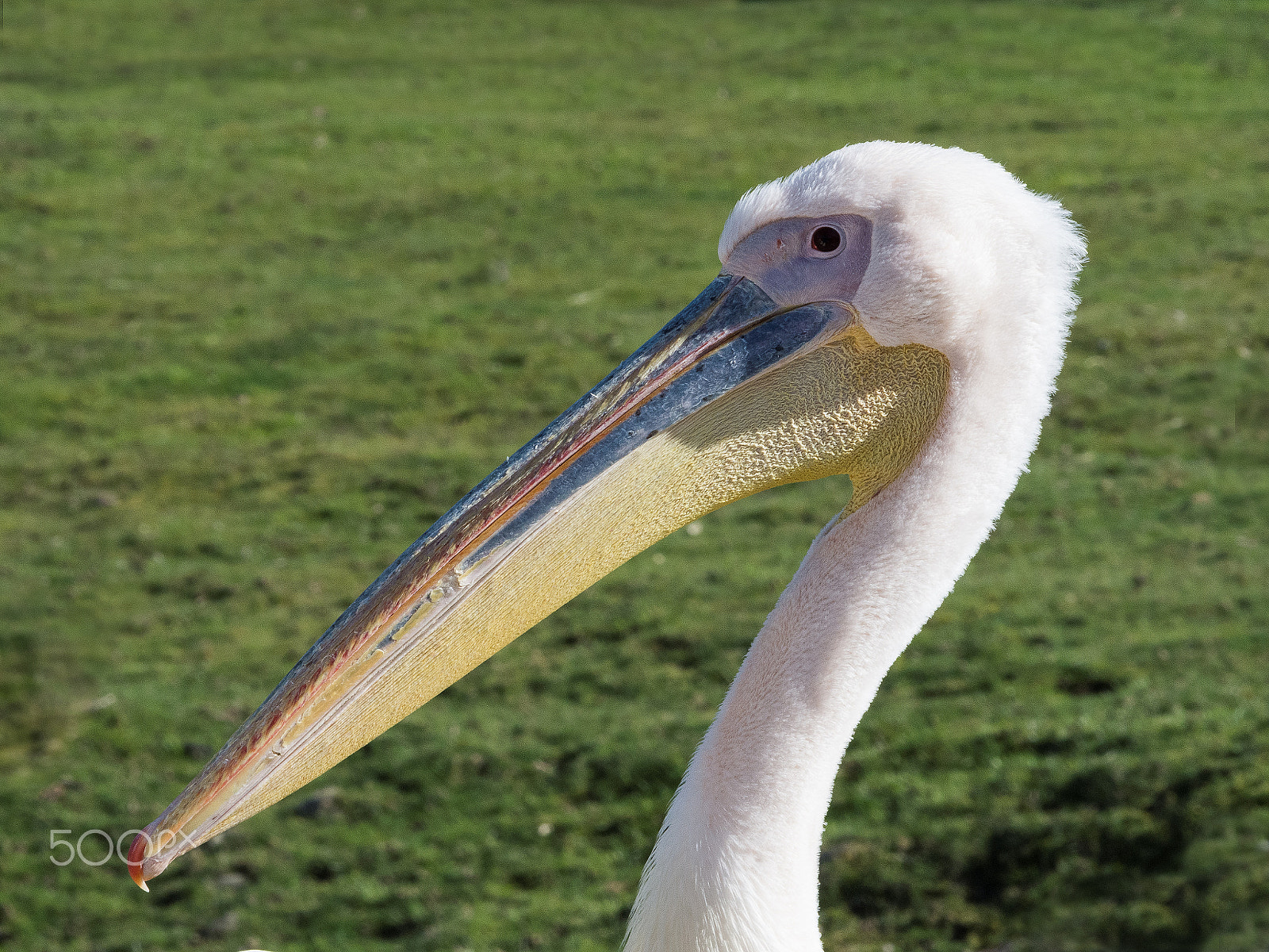 Nikon D7200 sample photo. Great white pelican photography