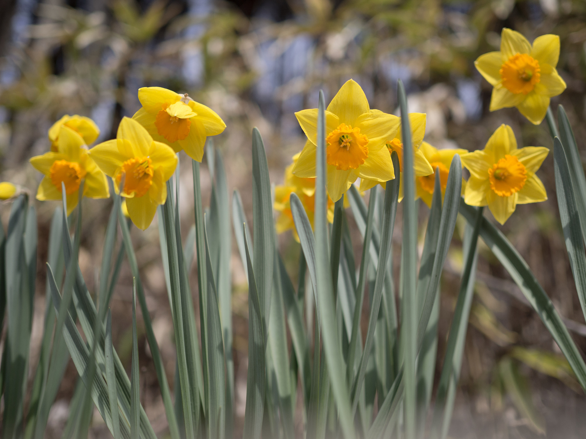 Olympus OM-D E-M10 II sample photo. スイセンを見上げる | look up at the narcissus photography