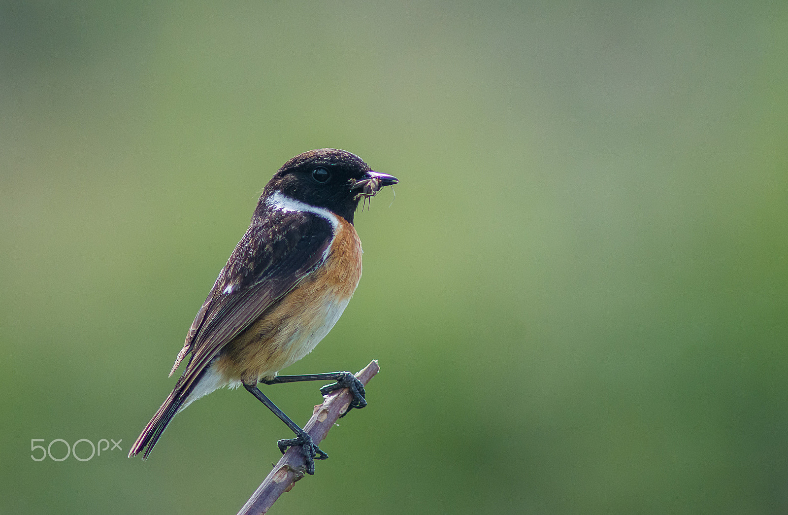 AF Nikkor 300mm f/4 IF-ED sample photo. European stonechat photography