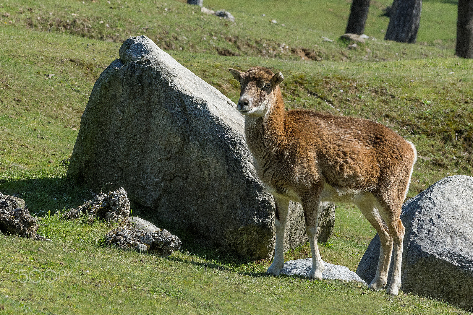 Nikon D7200 sample photo. Mouflon (ovis musimon) photography