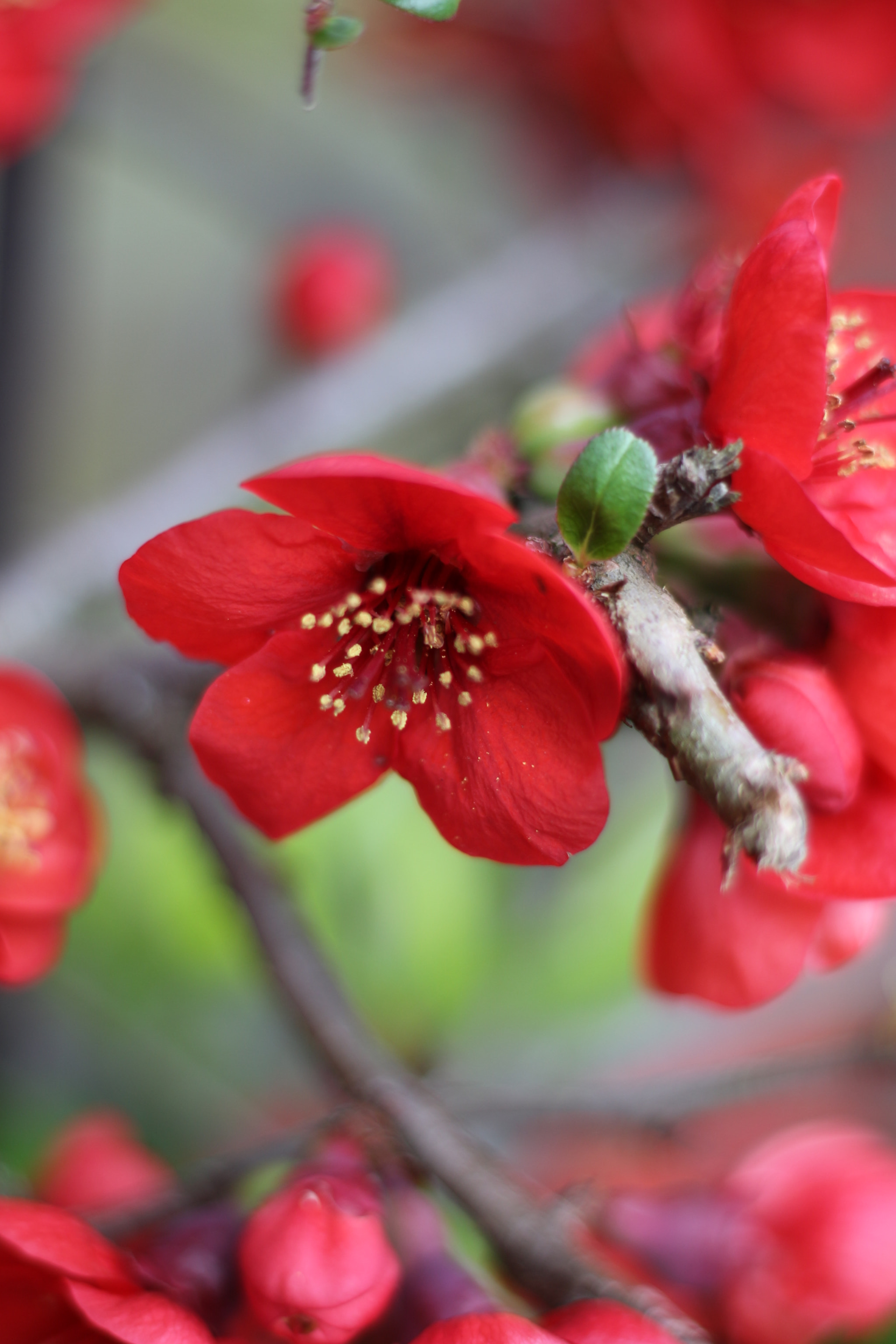 Canon EOS 100D (EOS Rebel SL1 / EOS Kiss X7) + Canon EF 50mm F1.8 STM sample photo. 2017-03-30 16.21.09.jpg photography
