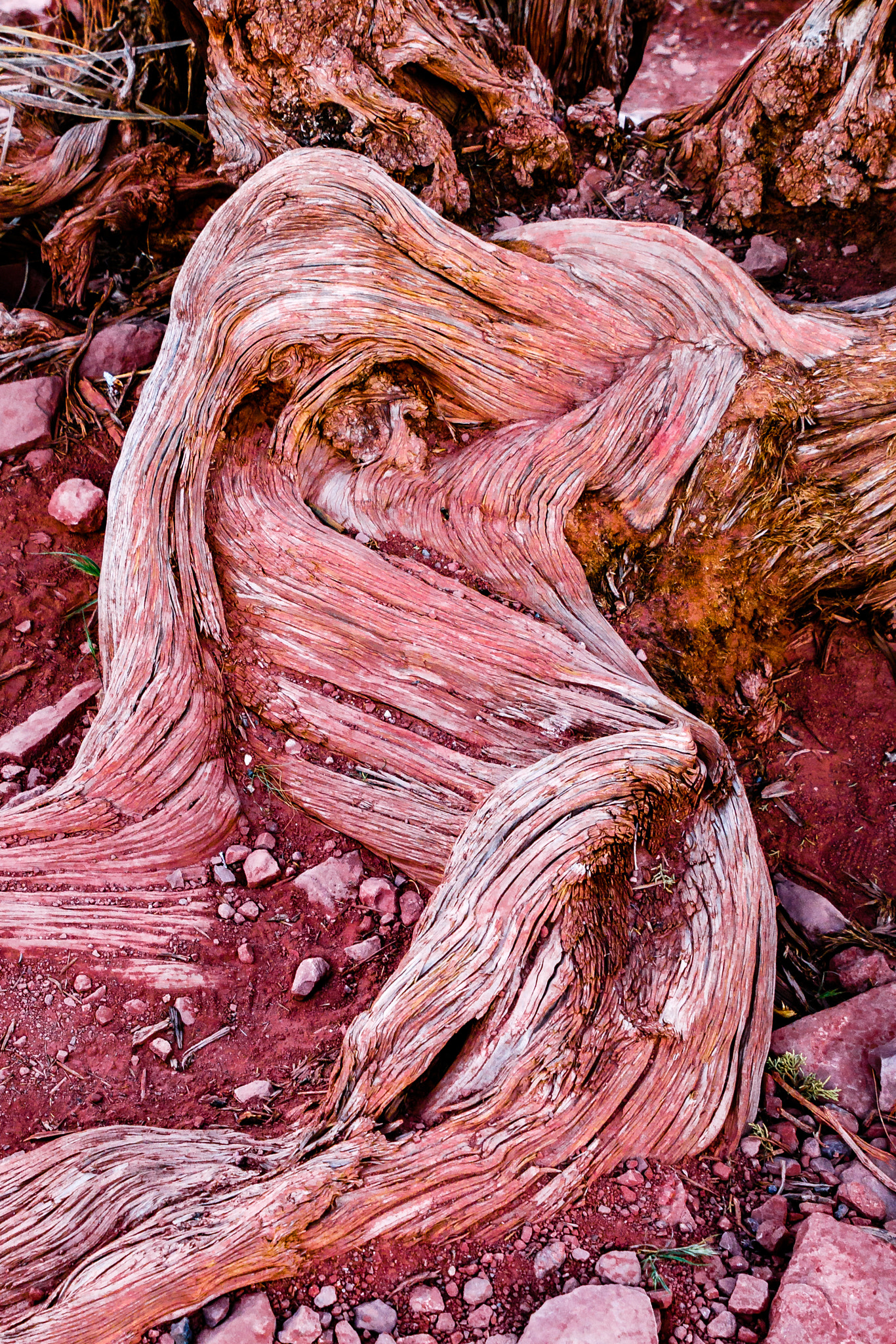 Sigma 24-70mm F2.8 EX DG Macro sample photo. Twisted photography