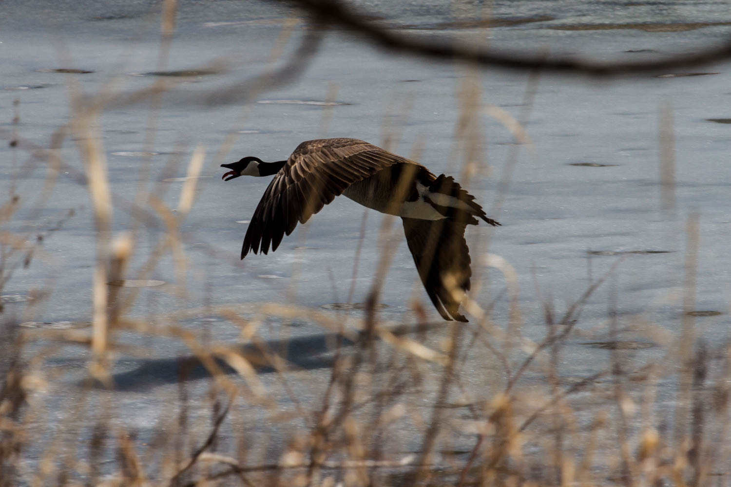 Canon EOS 7D sample photo. Flying low photography