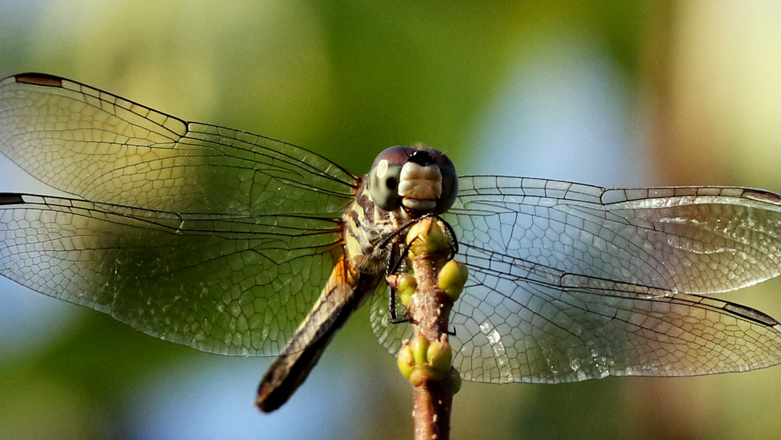 Canon EF 70-200mm F2.8L IS II USM sample photo. Dragonfly photography
