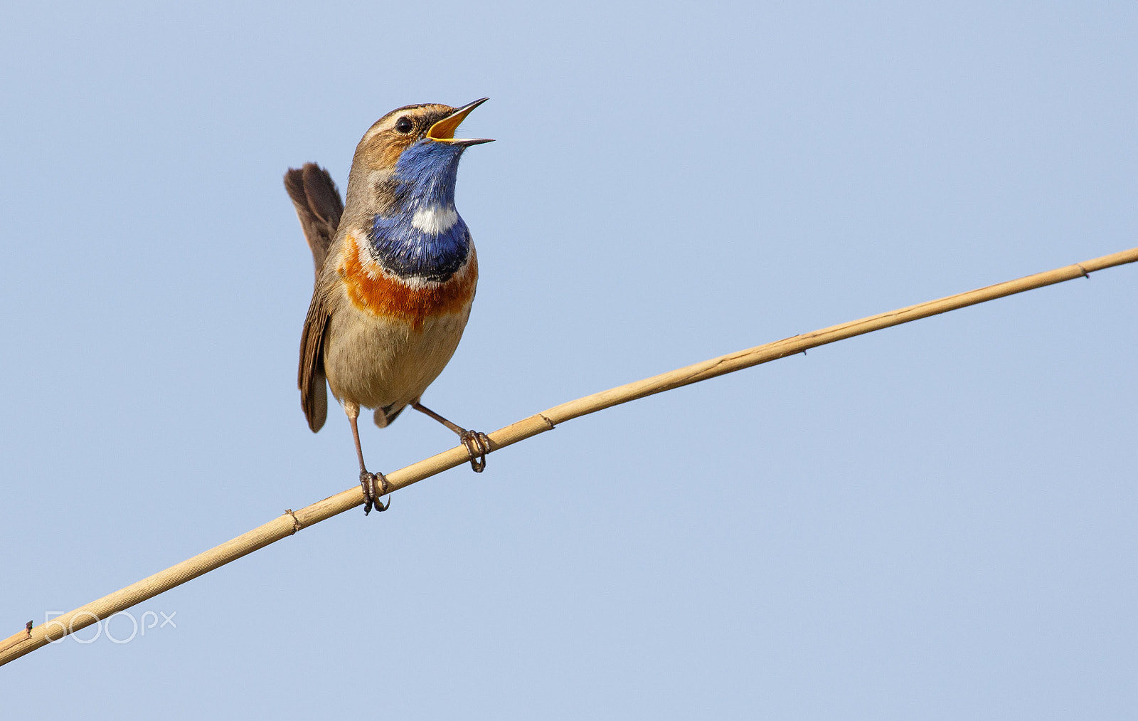 Canon EF 100-400mm F4.5-5.6L IS USM sample photo. Bluethroat - luscinia svecica photography