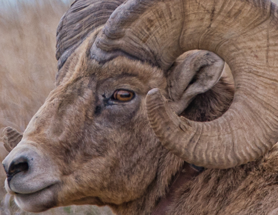 Sigma 150-600mm F5-6.3 DG OS HSM | C sample photo. My name is jeff photography