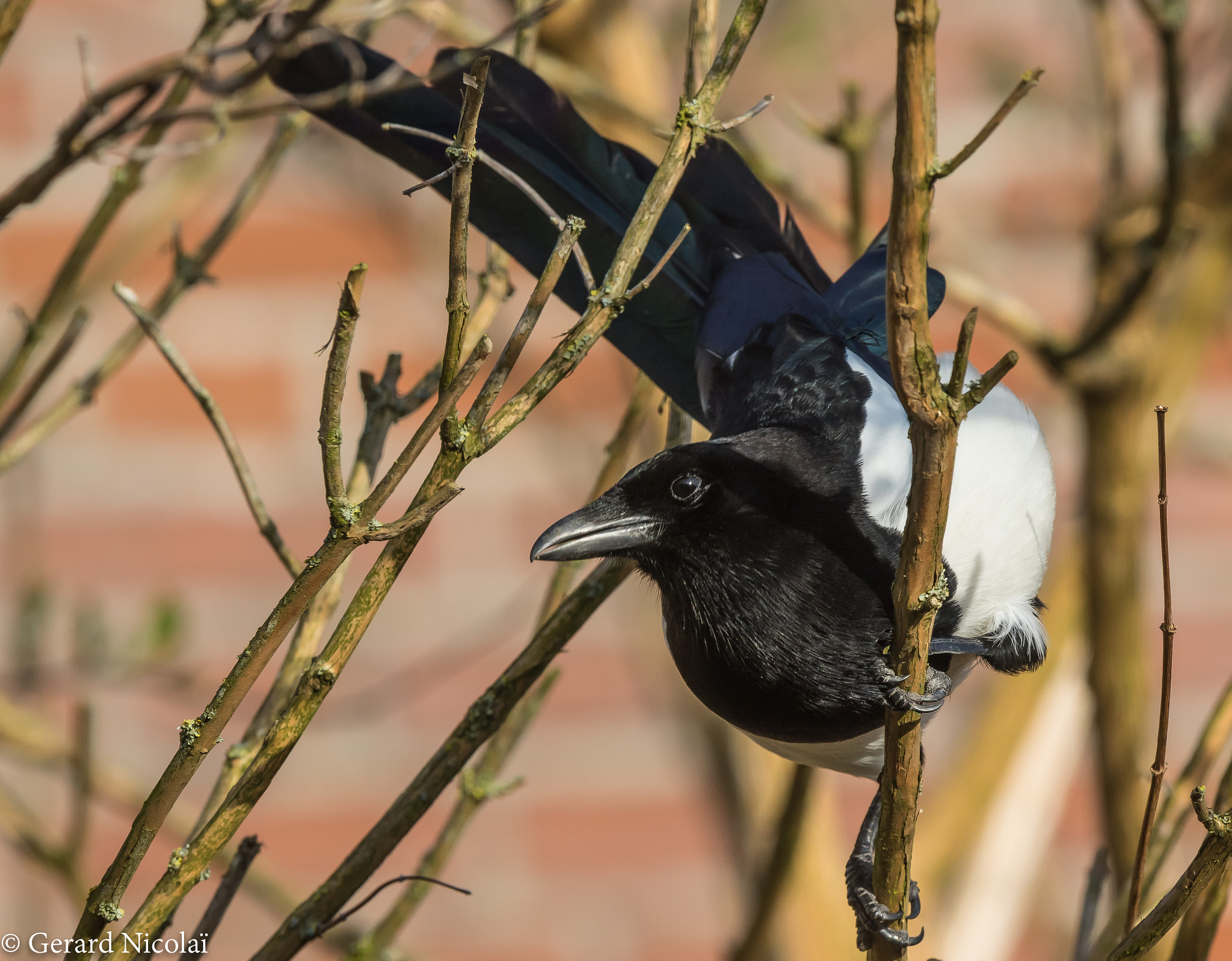 Canon EF 300mm F2.8L IS USM sample photo. Magpie photography