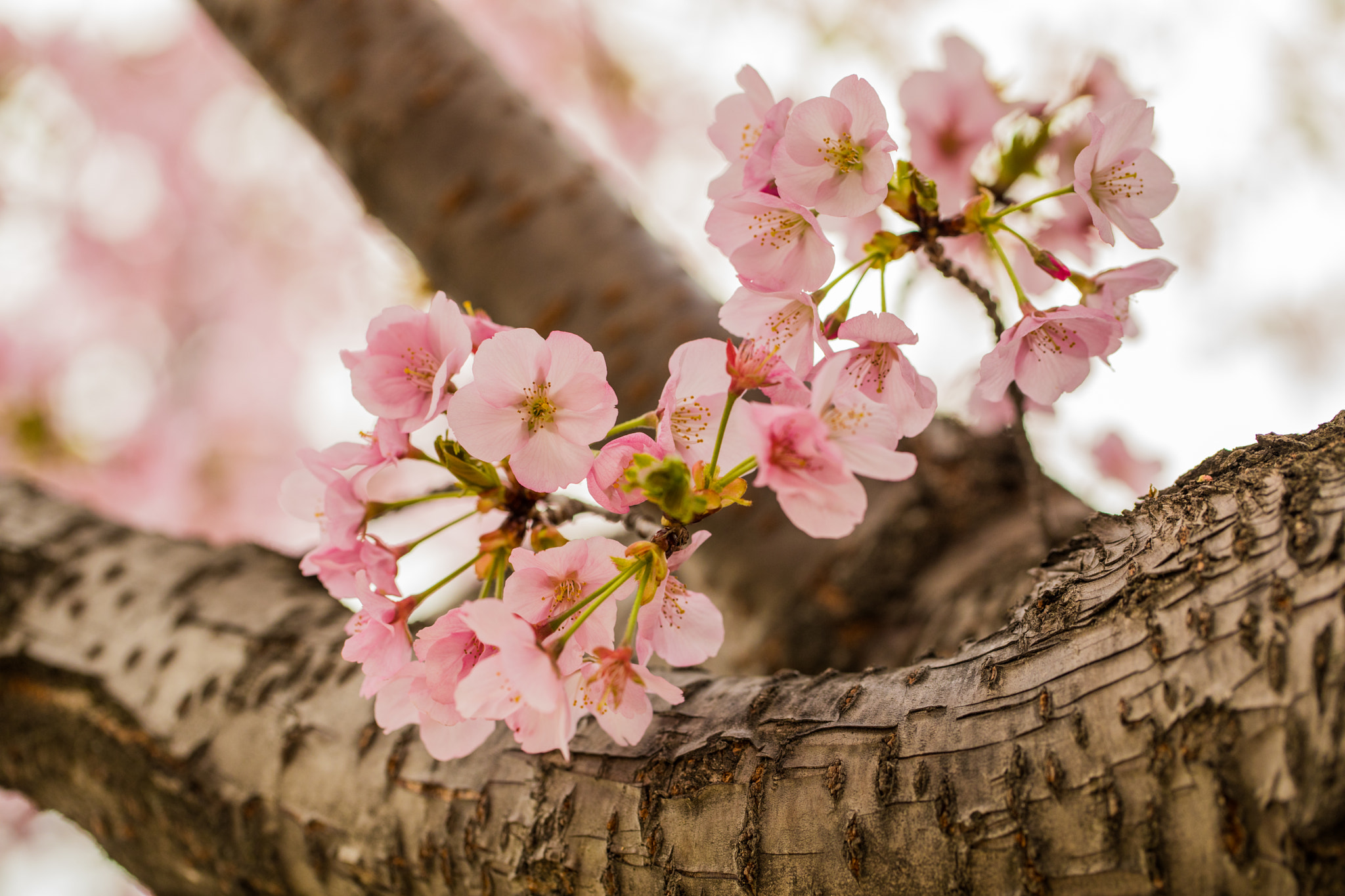Canon EF 100mm F2.8L Macro IS USM sample photo. Cherry blossoms photography