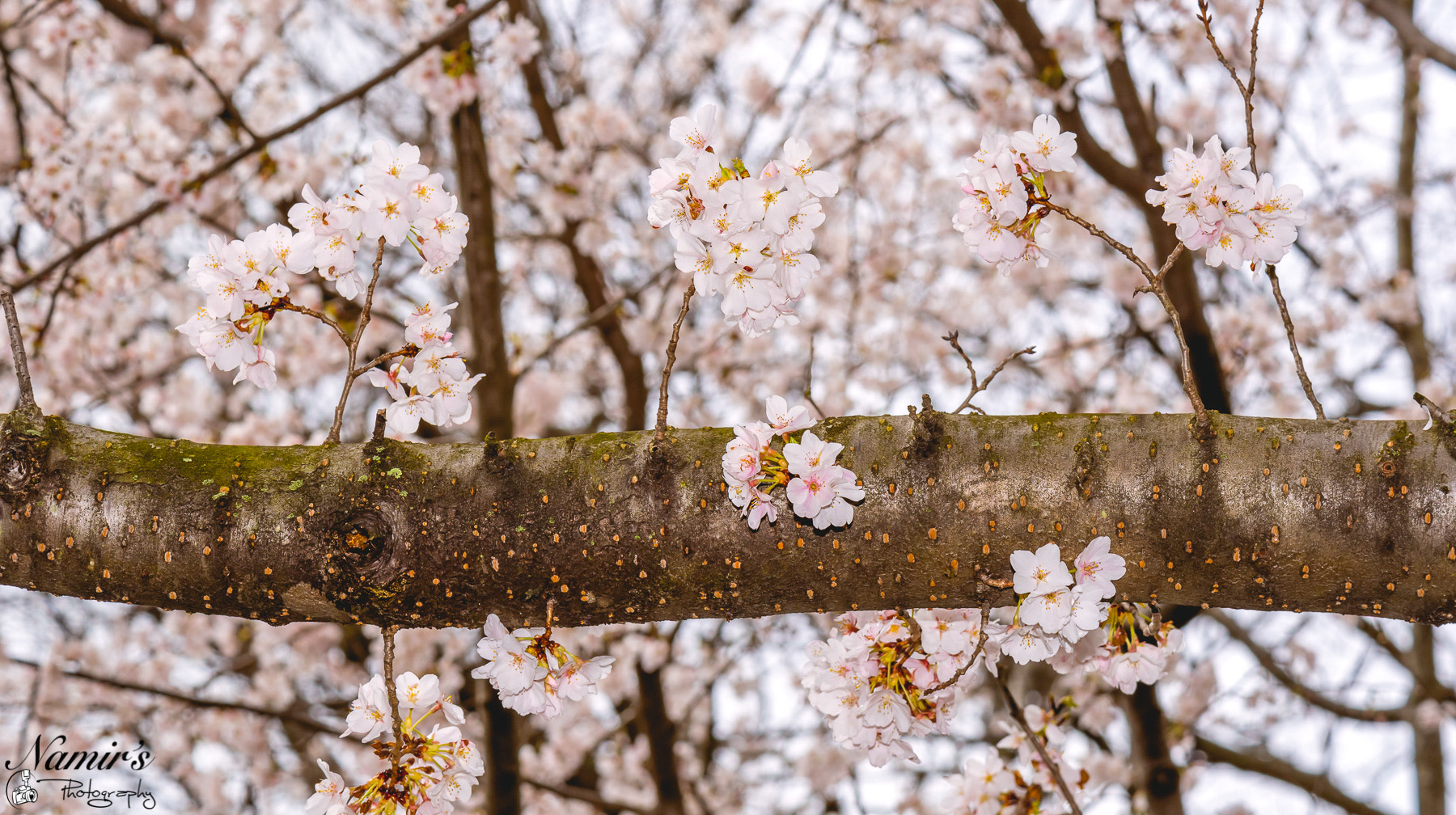 Nikon D500 sample photo. The beautiful blooming trees of reston, va. photography