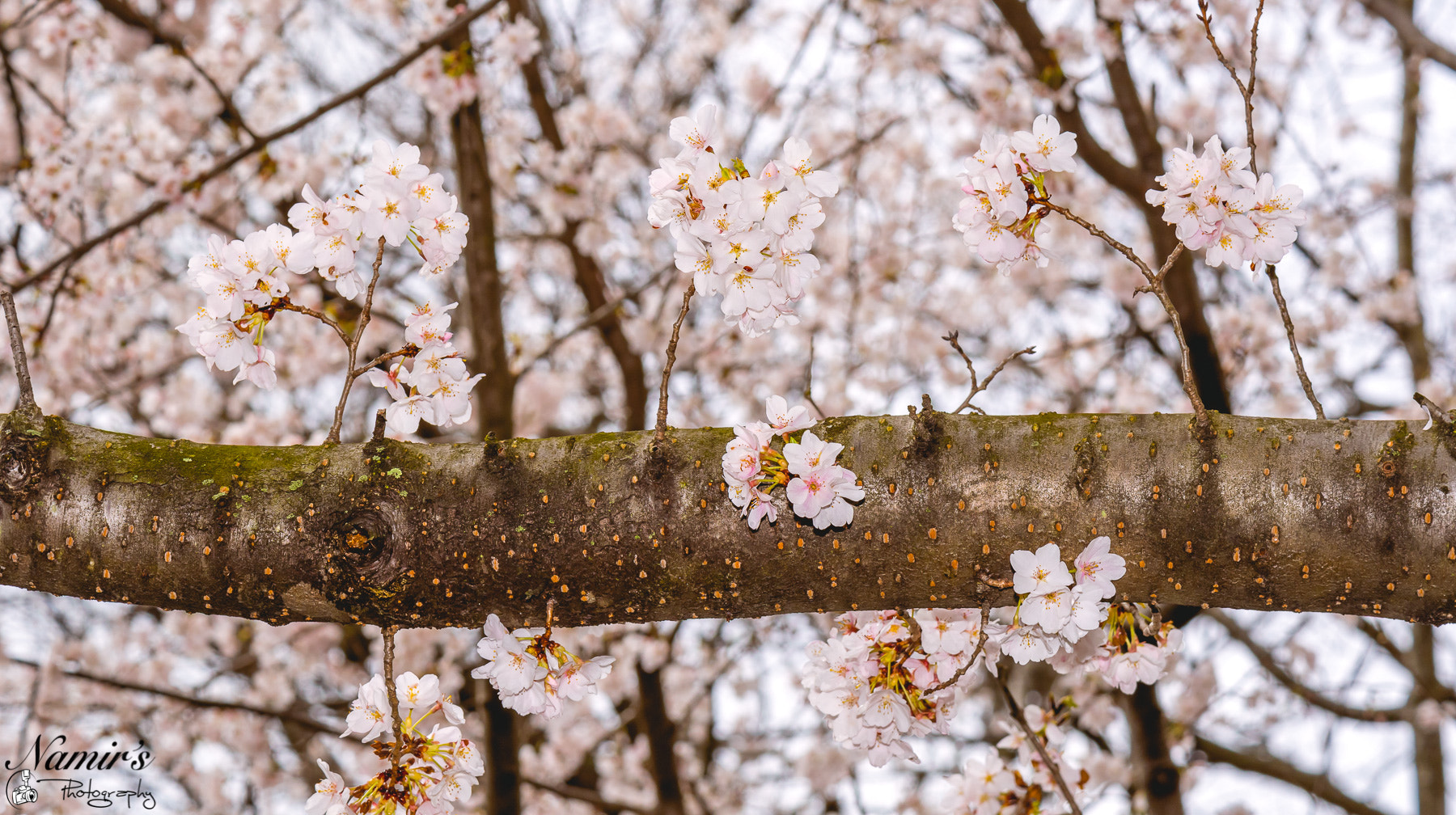 Nikon AF-S DX Micro-Nikkor 85mm F3.5G ED VR sample photo. The beautiful blooming trees of reston, va. photography