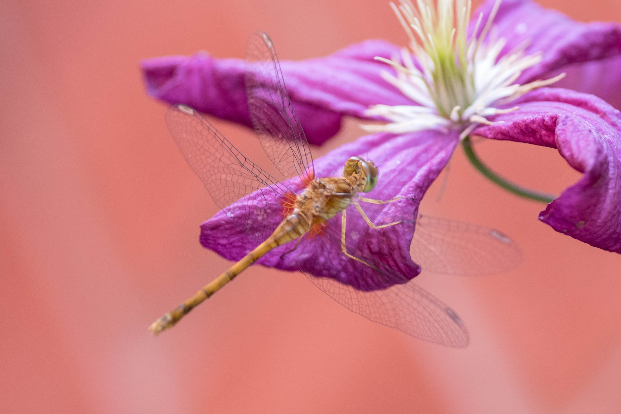 Nikon D5500 sample photo. Dragonfly photography